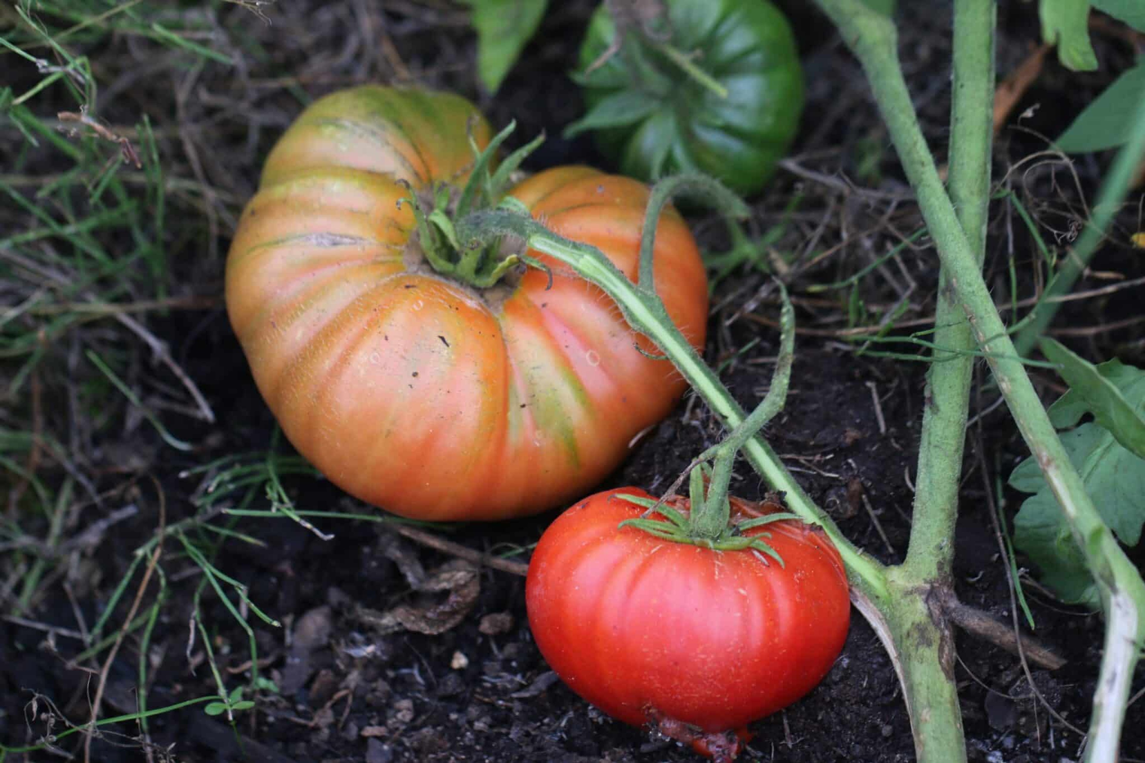 Pantano Romanesco - Svenskodlade tomatfrön från Svenska Frön