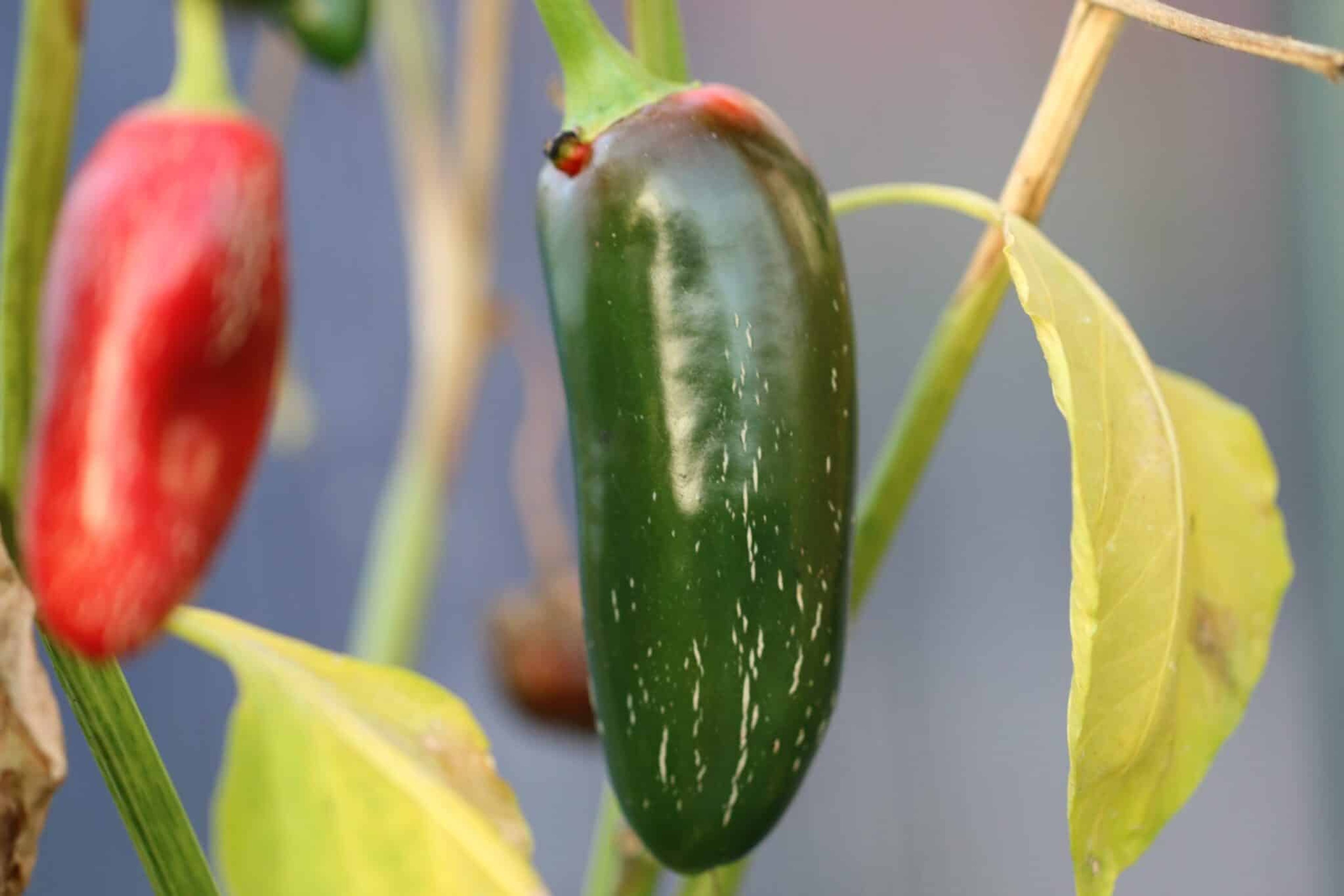 Jalapeno Felicity - Svenskodlade chilifrön från Svenska Frön