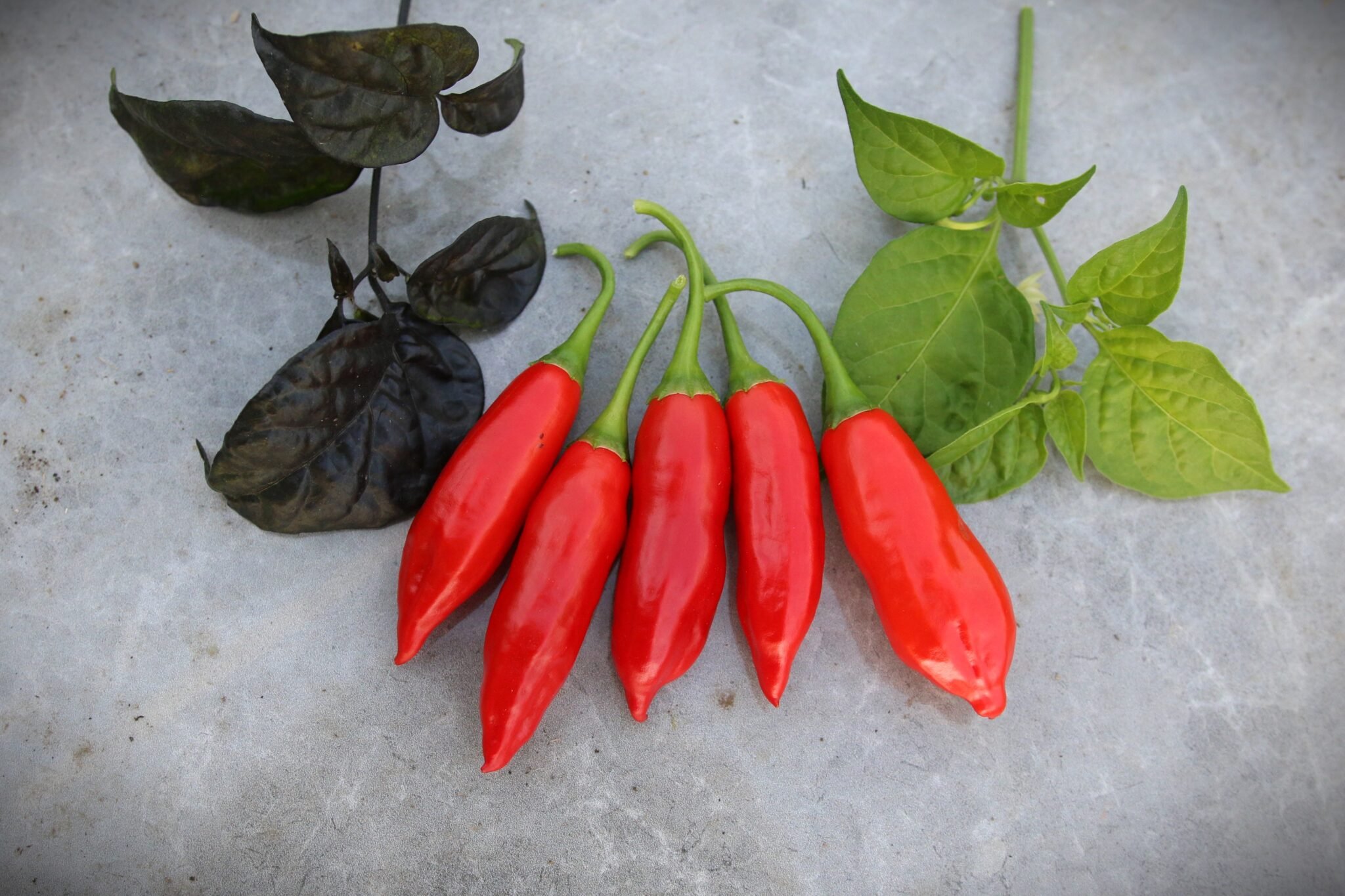 Köp Aji Angelo - Chilifrön online hos Svenska Frön Aji Angelo - Svenskodlade chilifrön från Svenska Frön