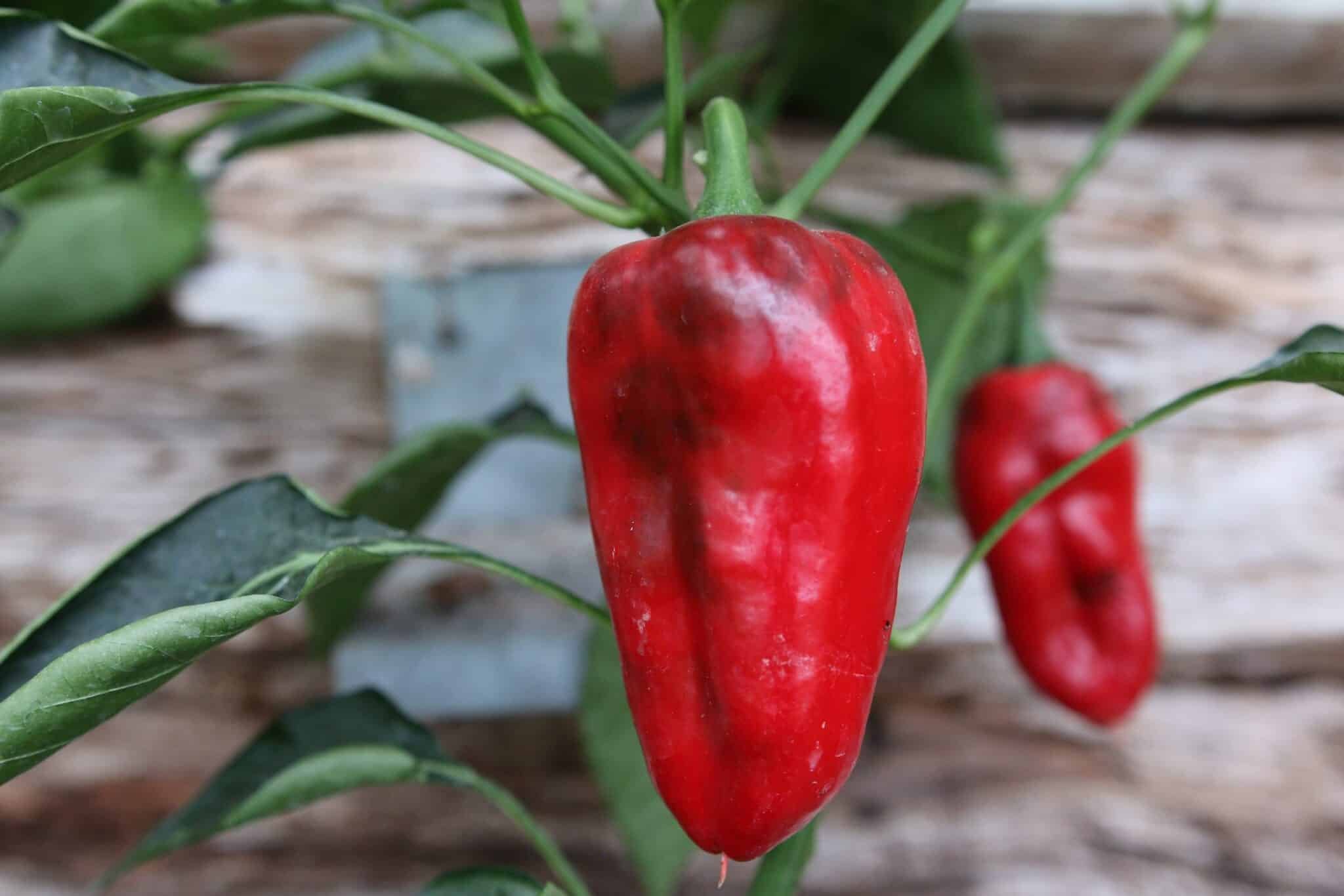 Köp Ancho 101 - Chilifrön online hos Svenska Frön Ancho 101 - Svenskodlade chilifrön från Svenska Frön