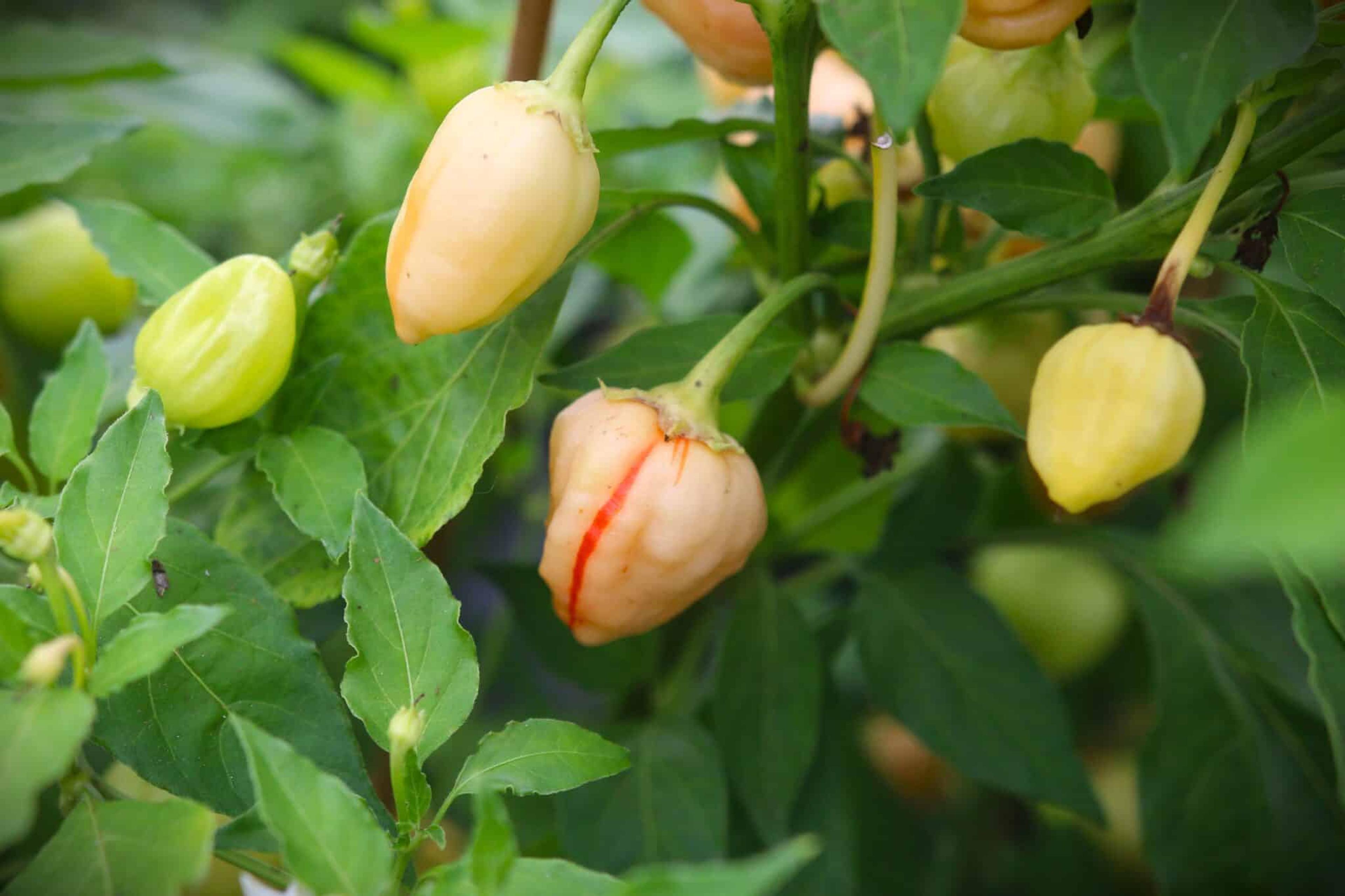 Peppapeach Stripey miniatyrbild 3