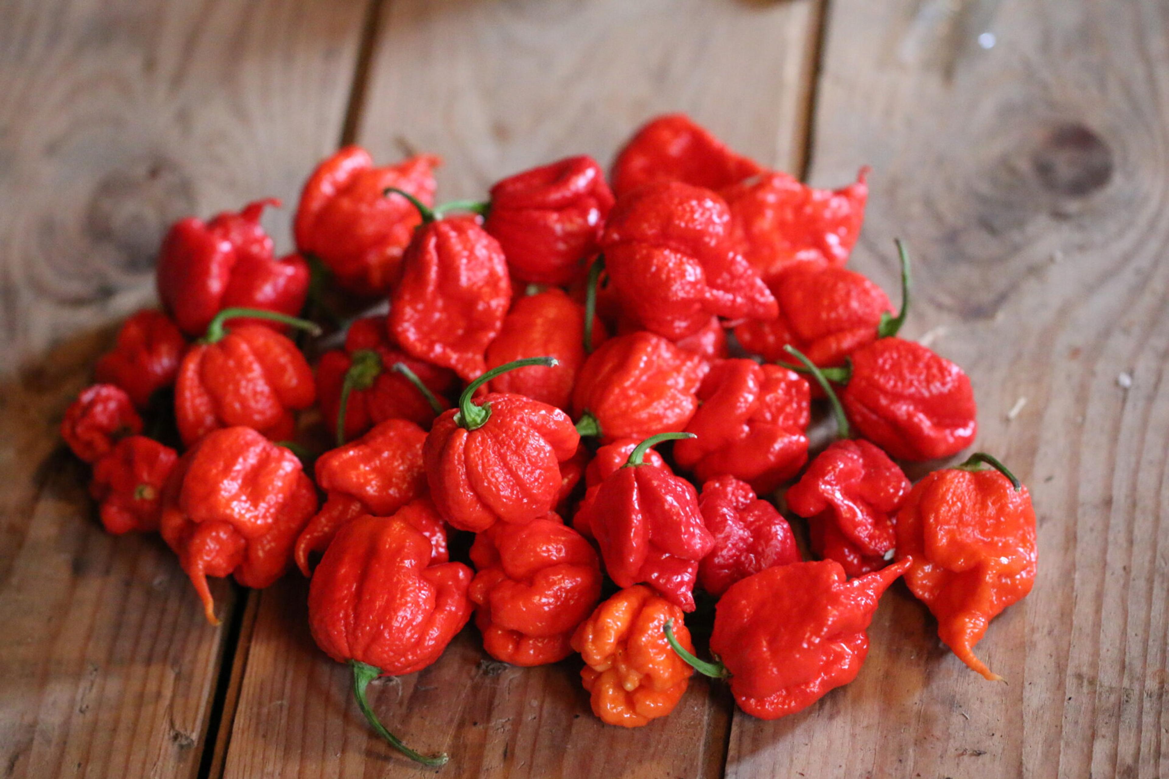 Carolina Reaper miniatyrbild 4