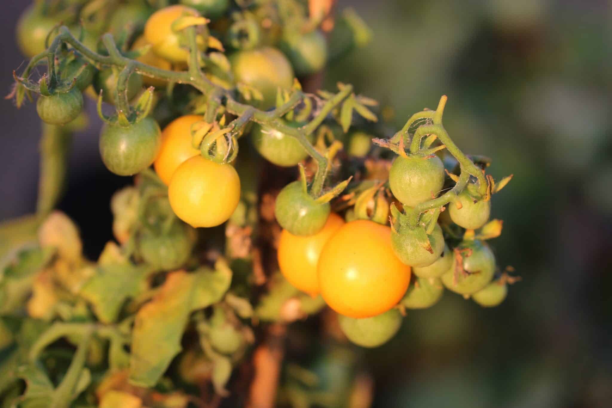 Köp Window Box Yellow - Tomatfrön online hos Svenska Frön Window Box Yellow - Svenskodlade tomatfrön från Svenska Frön