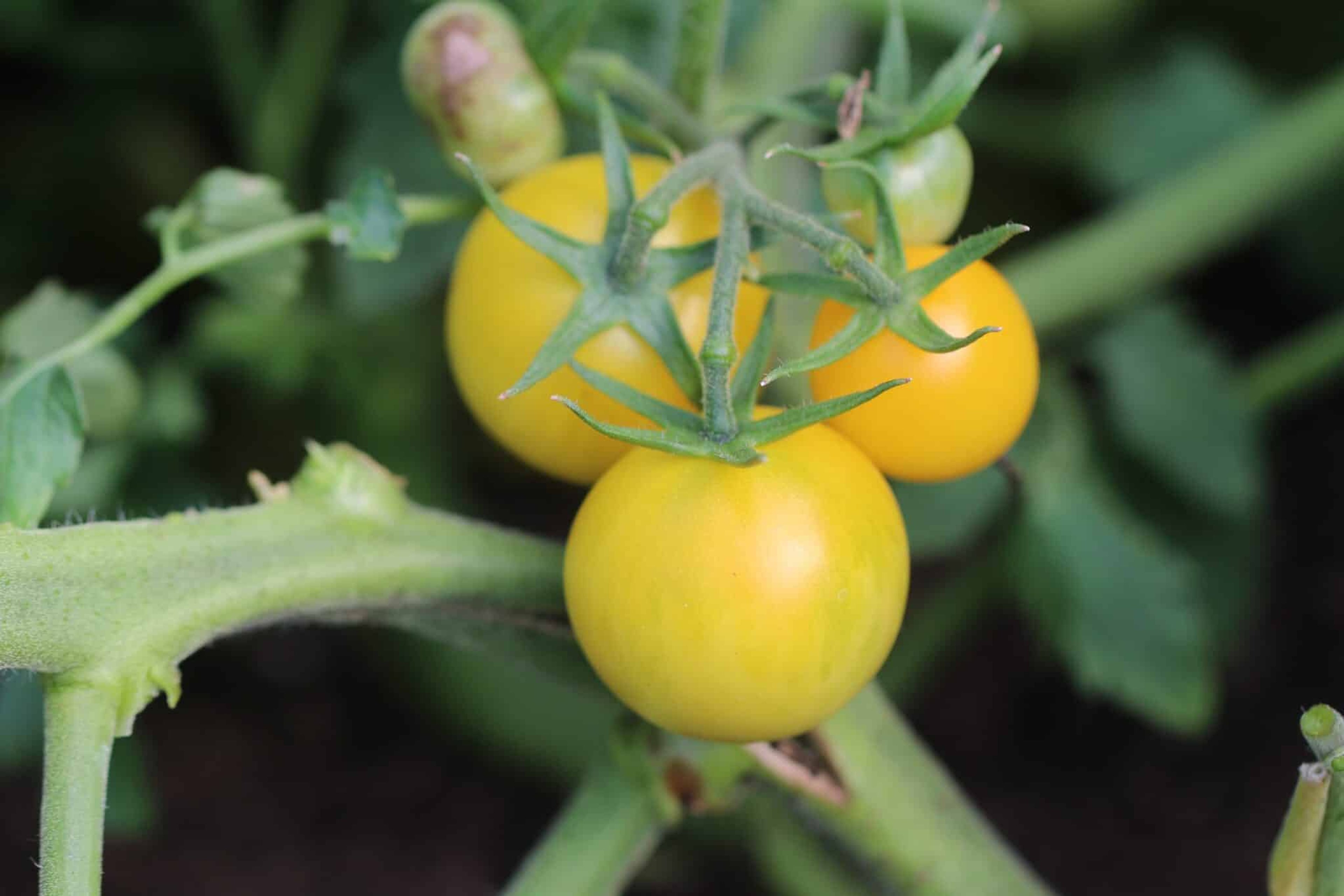 Honey Delight - Svenskodlade tomatfrön från Svenska Frön