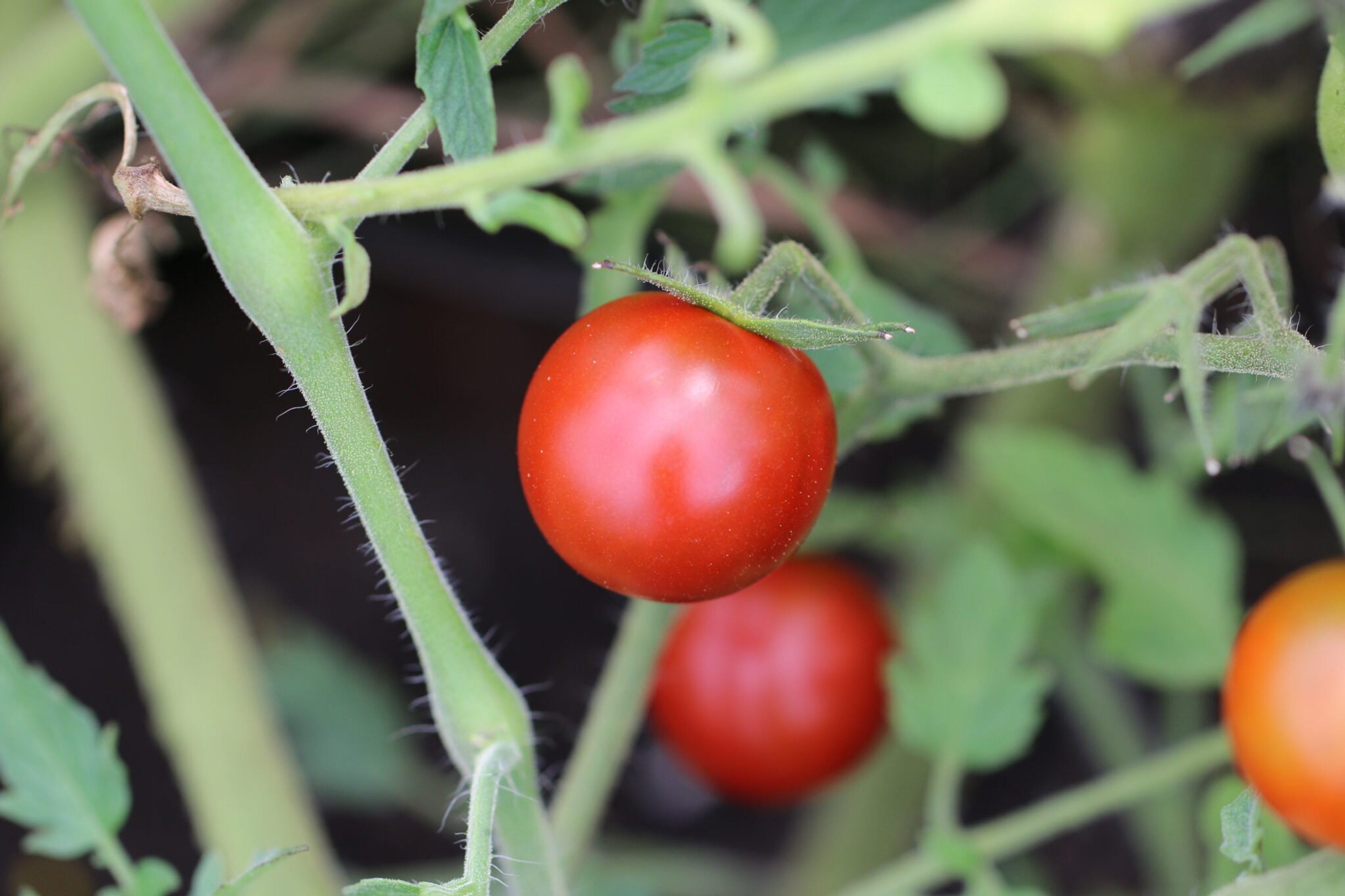 Chinese Black Pearl - Svenskodlade tomatfrön från Svenska Frön