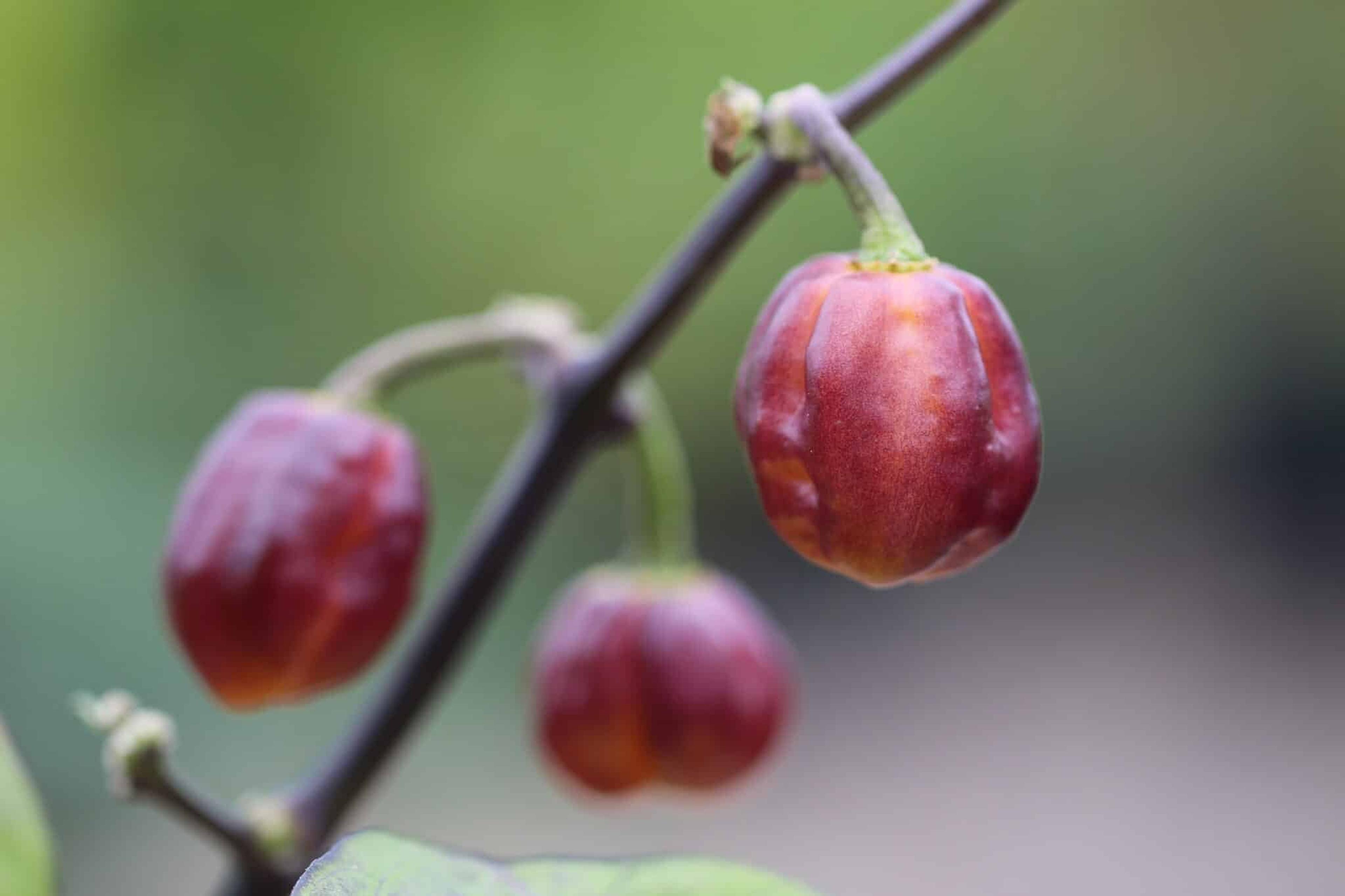 Purple Peach miniatyrbild 1