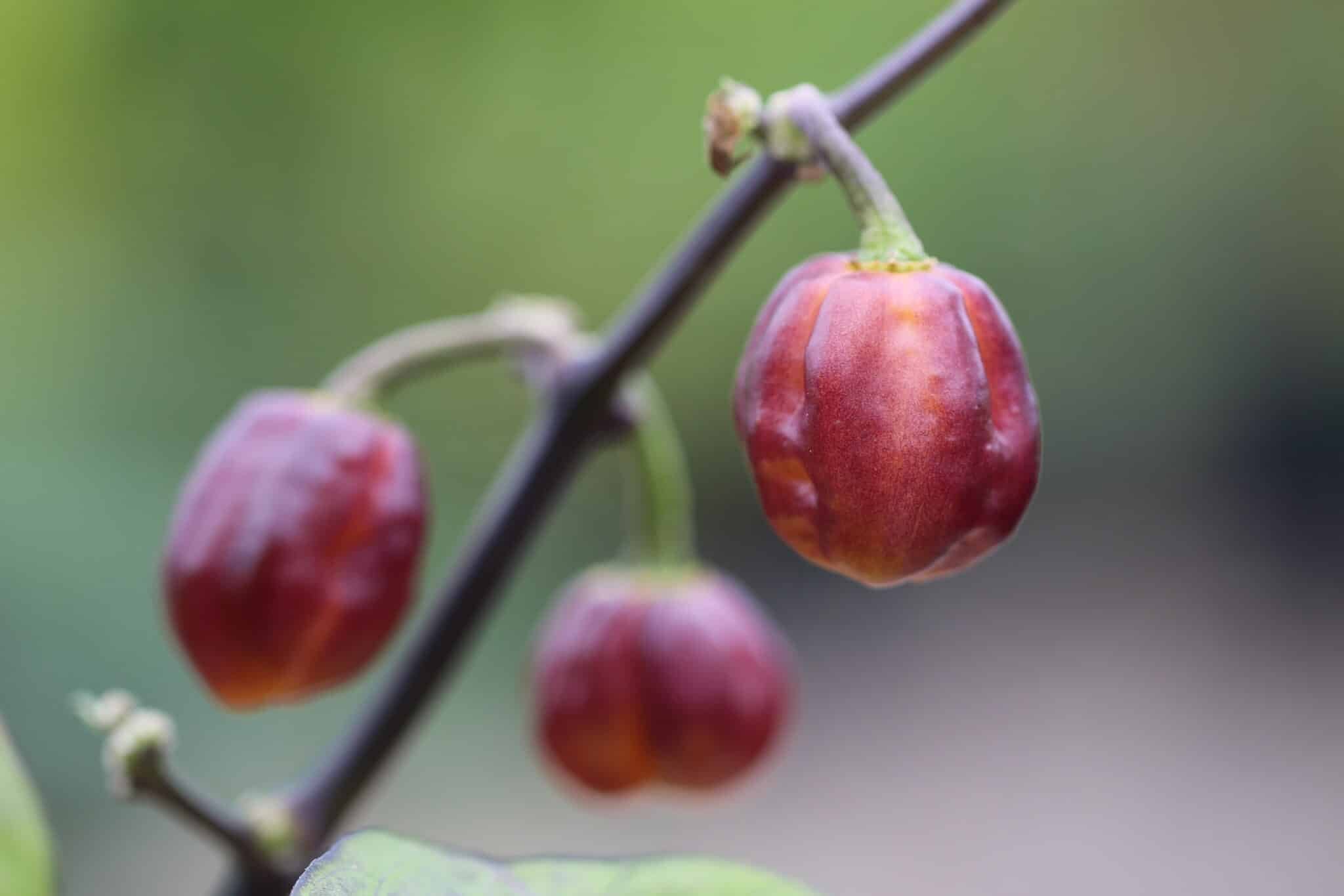 Köp Purple Peach - Chilifrön online hos Svenska Frön Purple Peach - Svenskodlade chilifrön från Svenska Frön