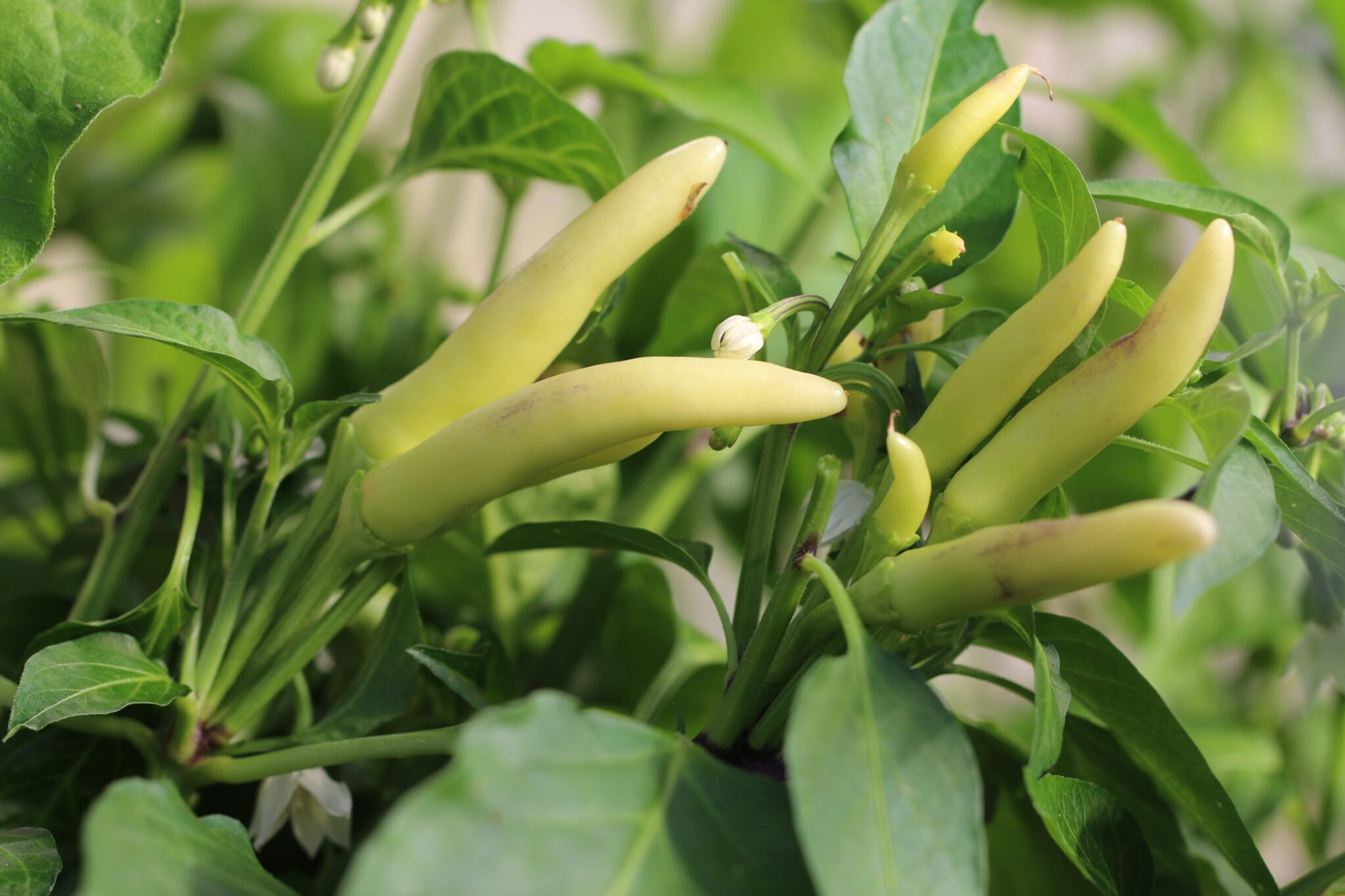 KS White Thai - Svenskodlade chilifrön från Svenska Frön