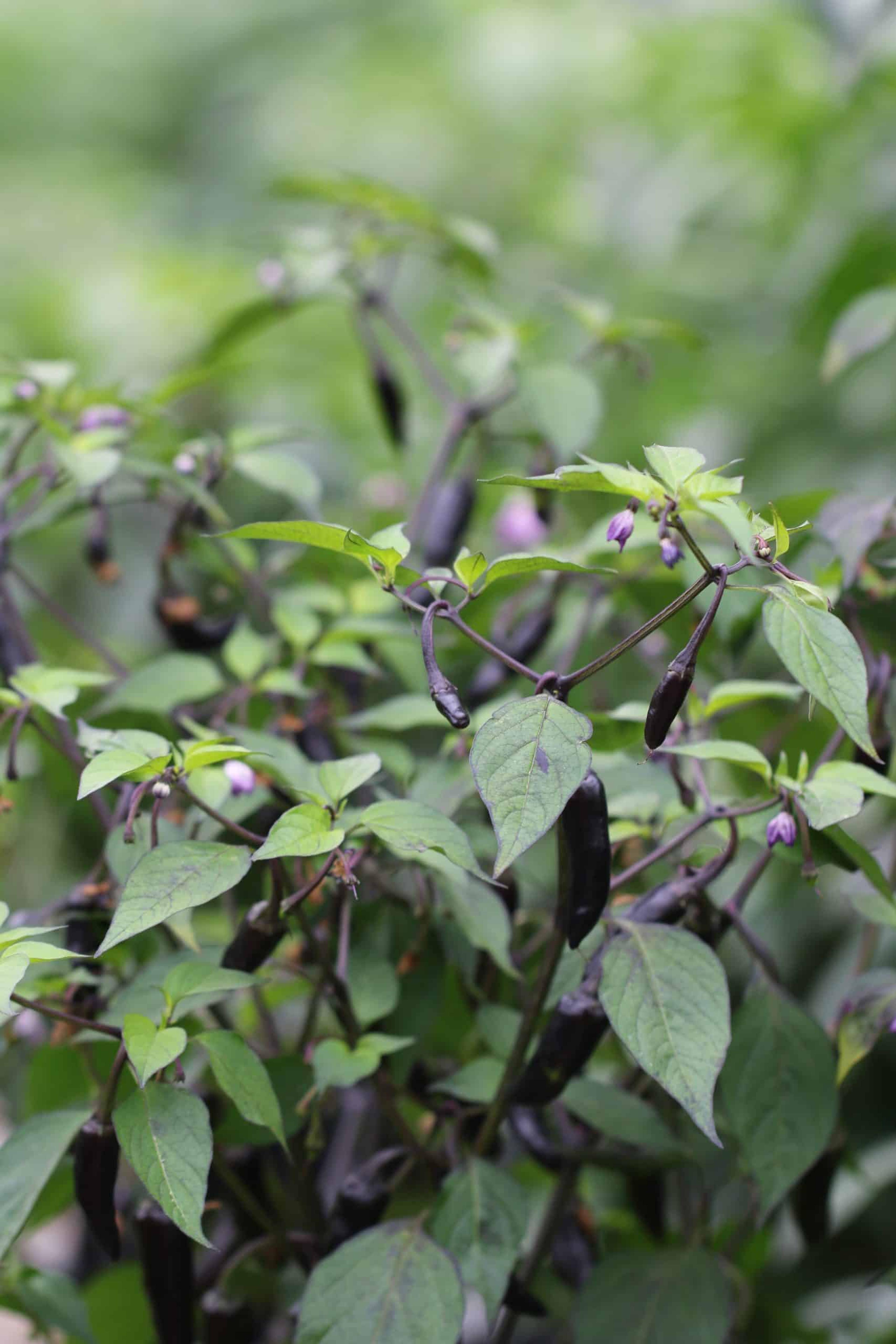 Variegata/ PurpleTiger miniatyrbild 3