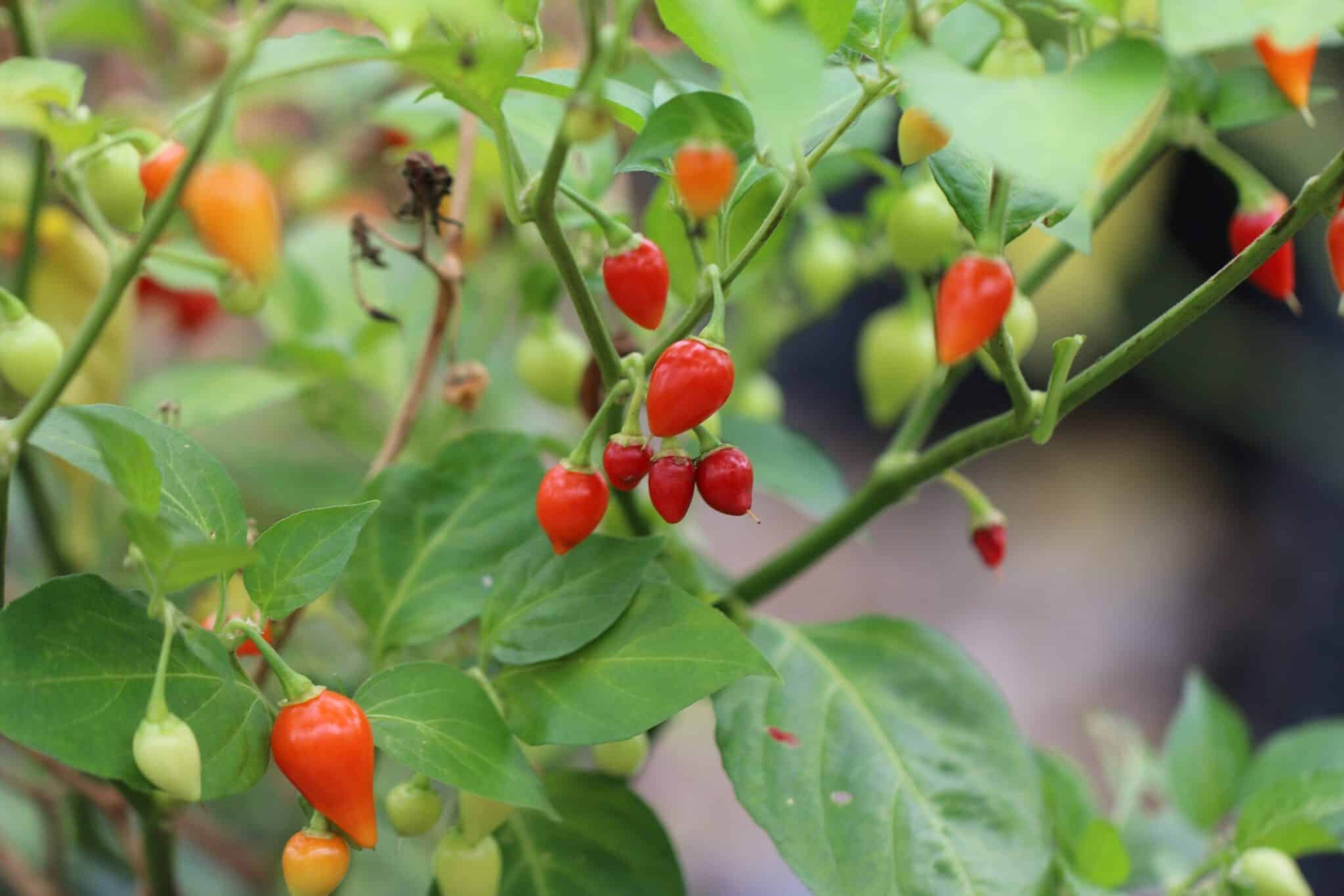 Biquinho Vermelho - Svenskodlade chilifrön från Svenska Frön