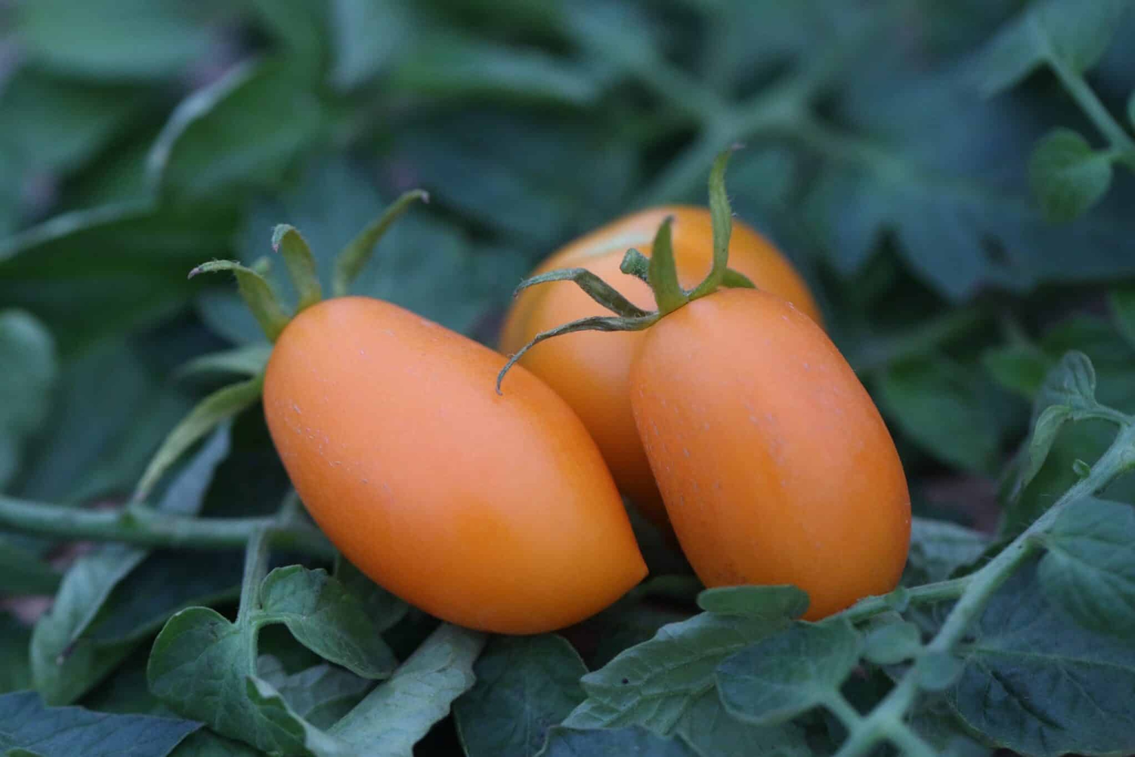 Orange Banana - Svenskodlade tomatfrön från Svenska Frön