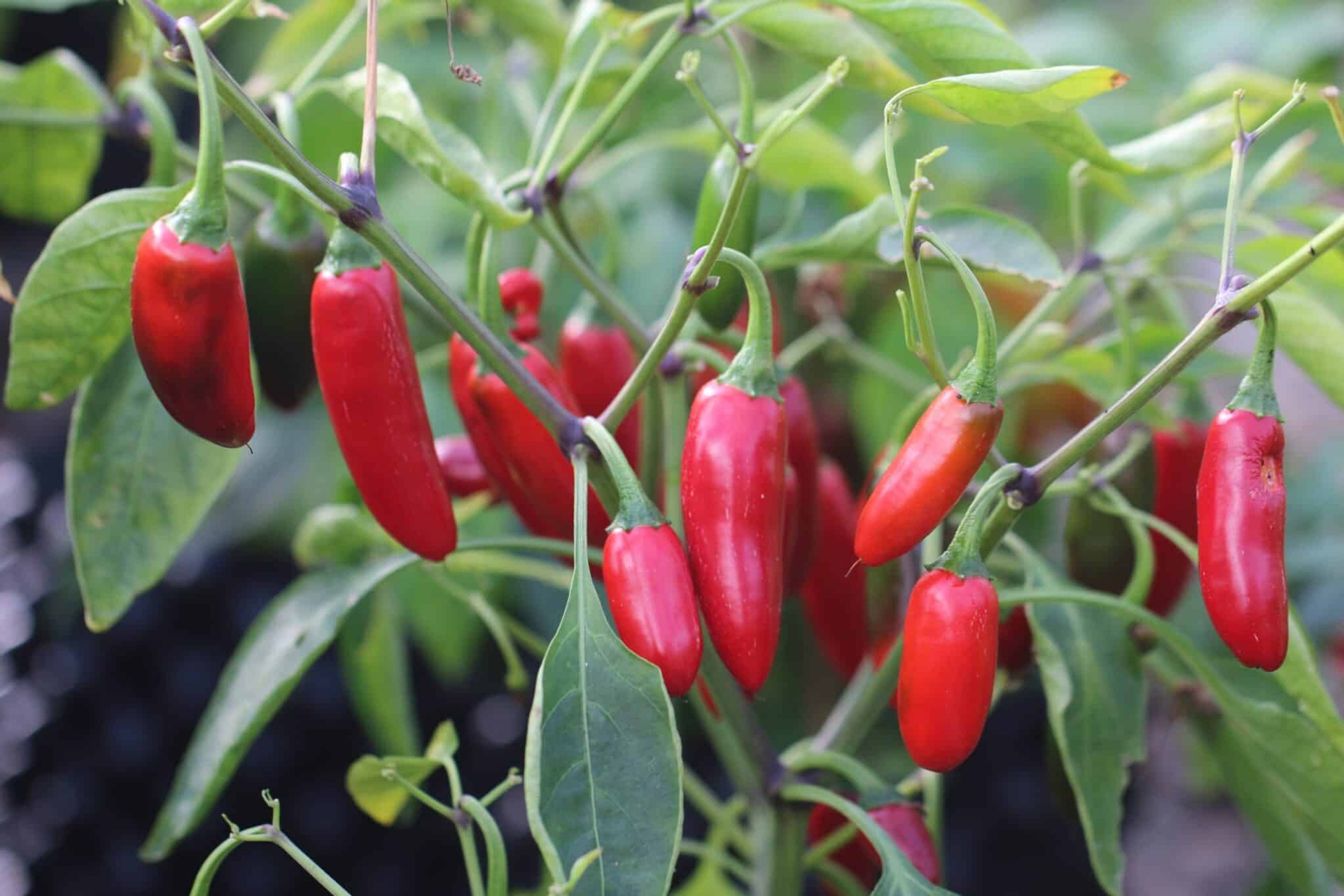 Jalapeno Sweet - Svenskodlade chilifrön från Svenska Frön