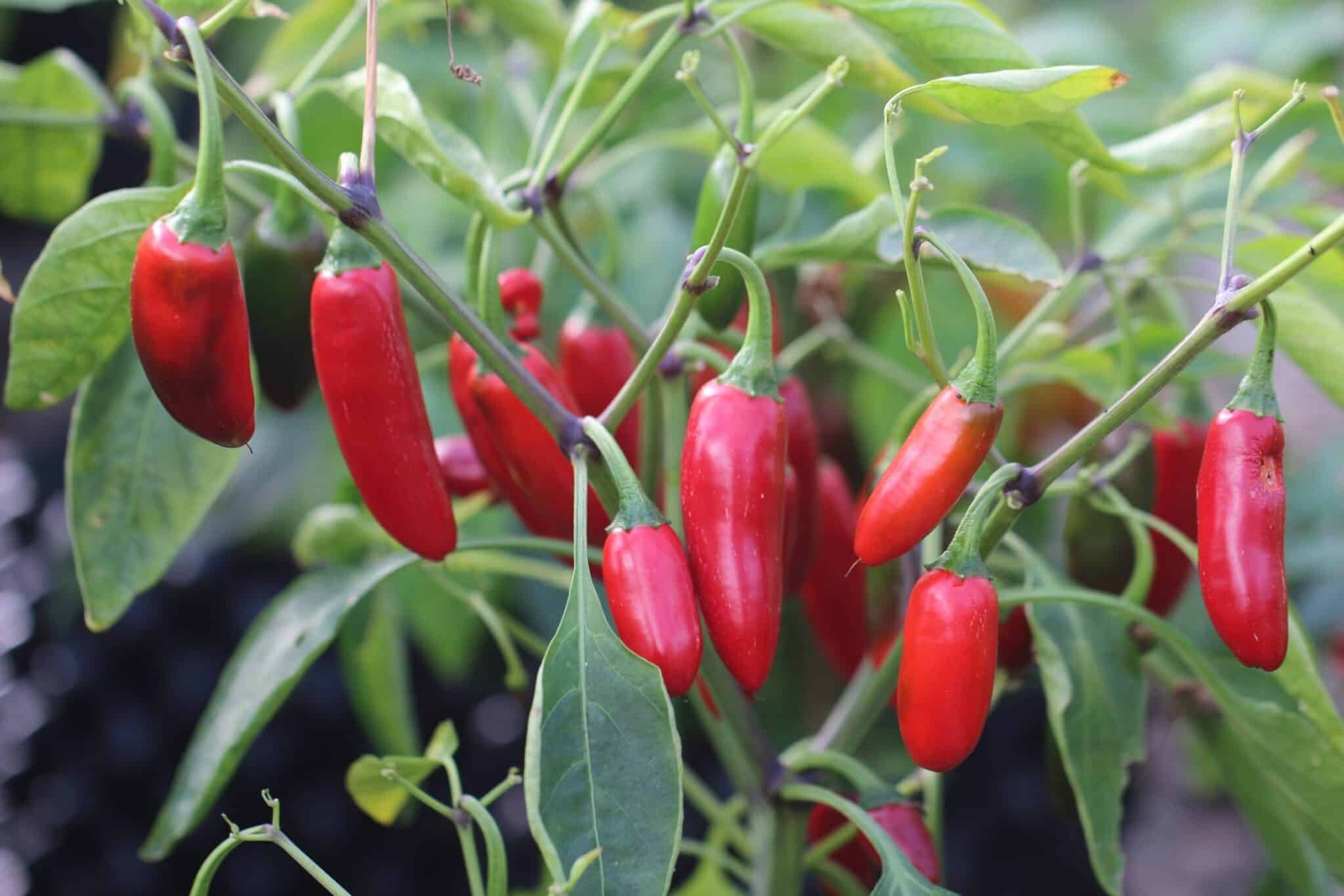 Köp Jalapeno Sweet - Chilifrön online hos Svenska Frön Jalapeno Sweet - Svenskodlade chilifrön från Svenska Frön