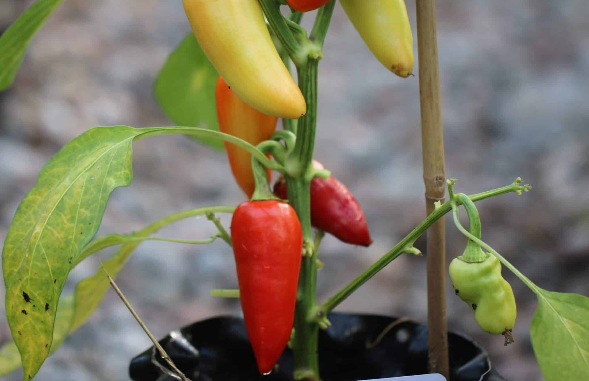 Köp Garden Salsa - Chilifrön online hos Svenska Frön Garden Salsa - Svenskodlade chilifrön från Svenska Frön