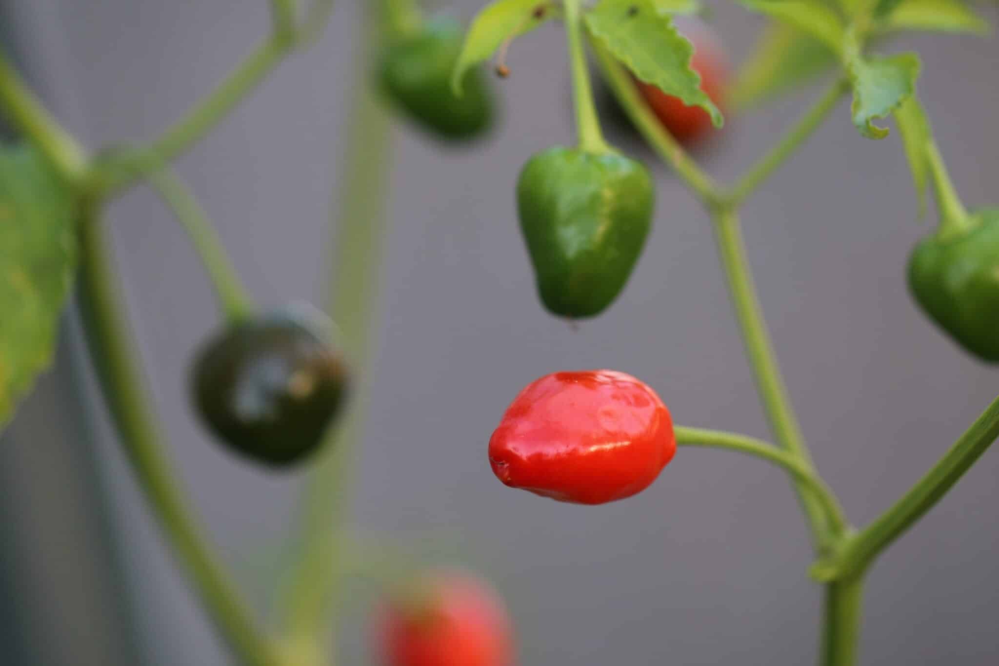 Köp Brazilian Olive Red - Chilifrön online hos Svenska Frön Brazilian Olive Red - Svenskodlade chilifrön från Svenska Frön