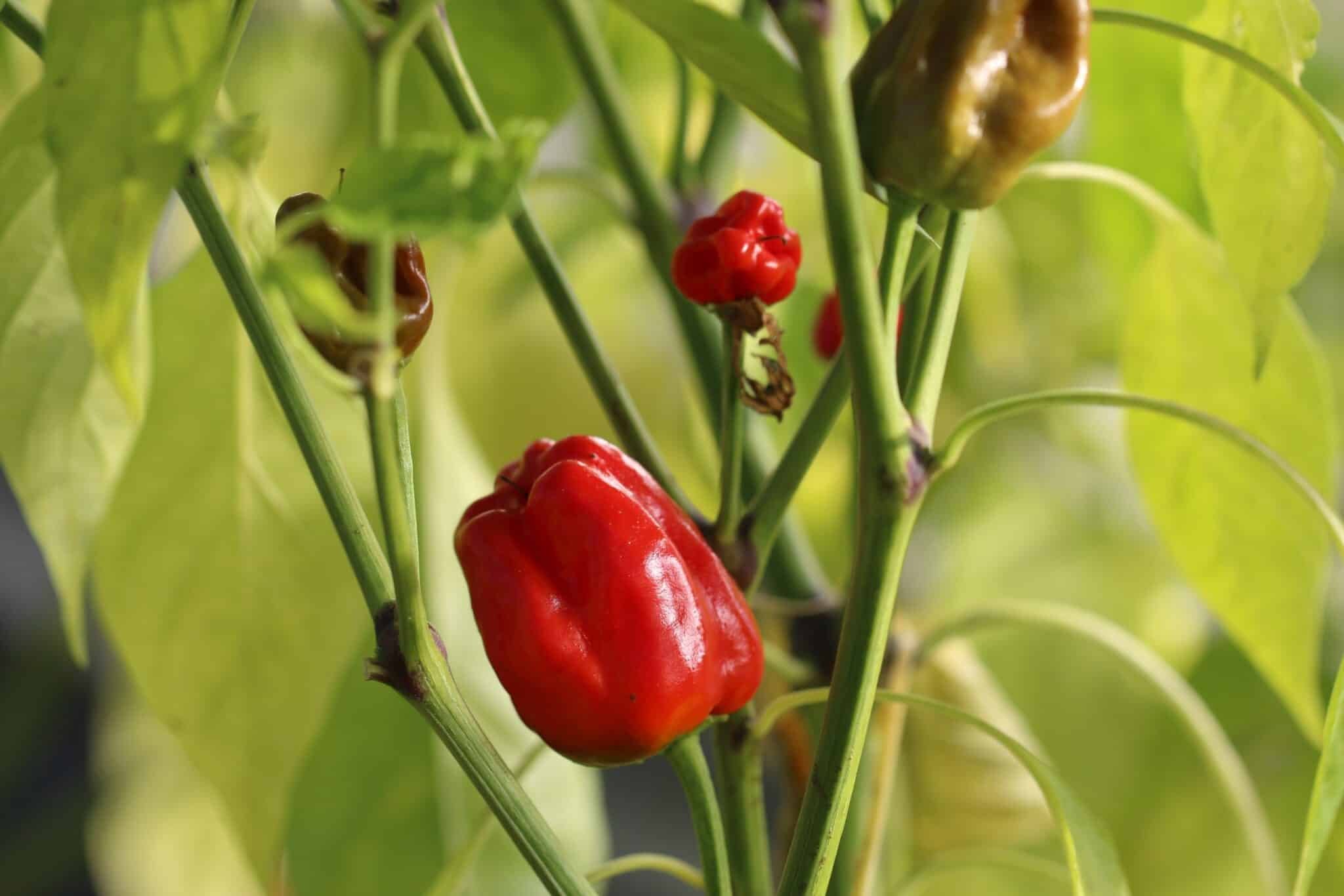 Köp Kitchen Pepper - Chilifrön online hos Svenska Frön Kitchen Pepper - Svenskodlade chilifrön från Svenska Frön