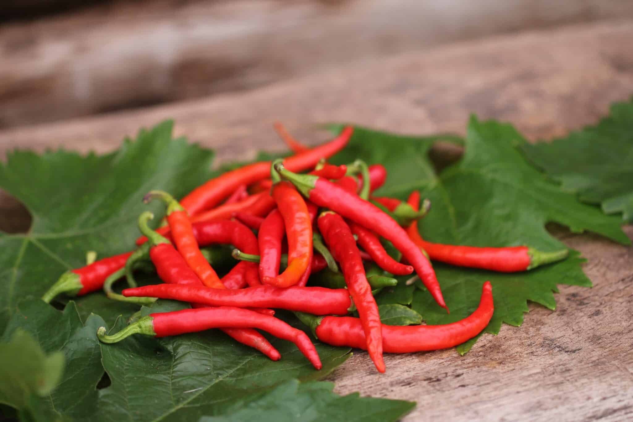 Köp De Cayenne - Chilifrön online hos Chilifrön.se Mogna röda De Cayenne-chilifrukter med karaktäristisk lång, tunn form