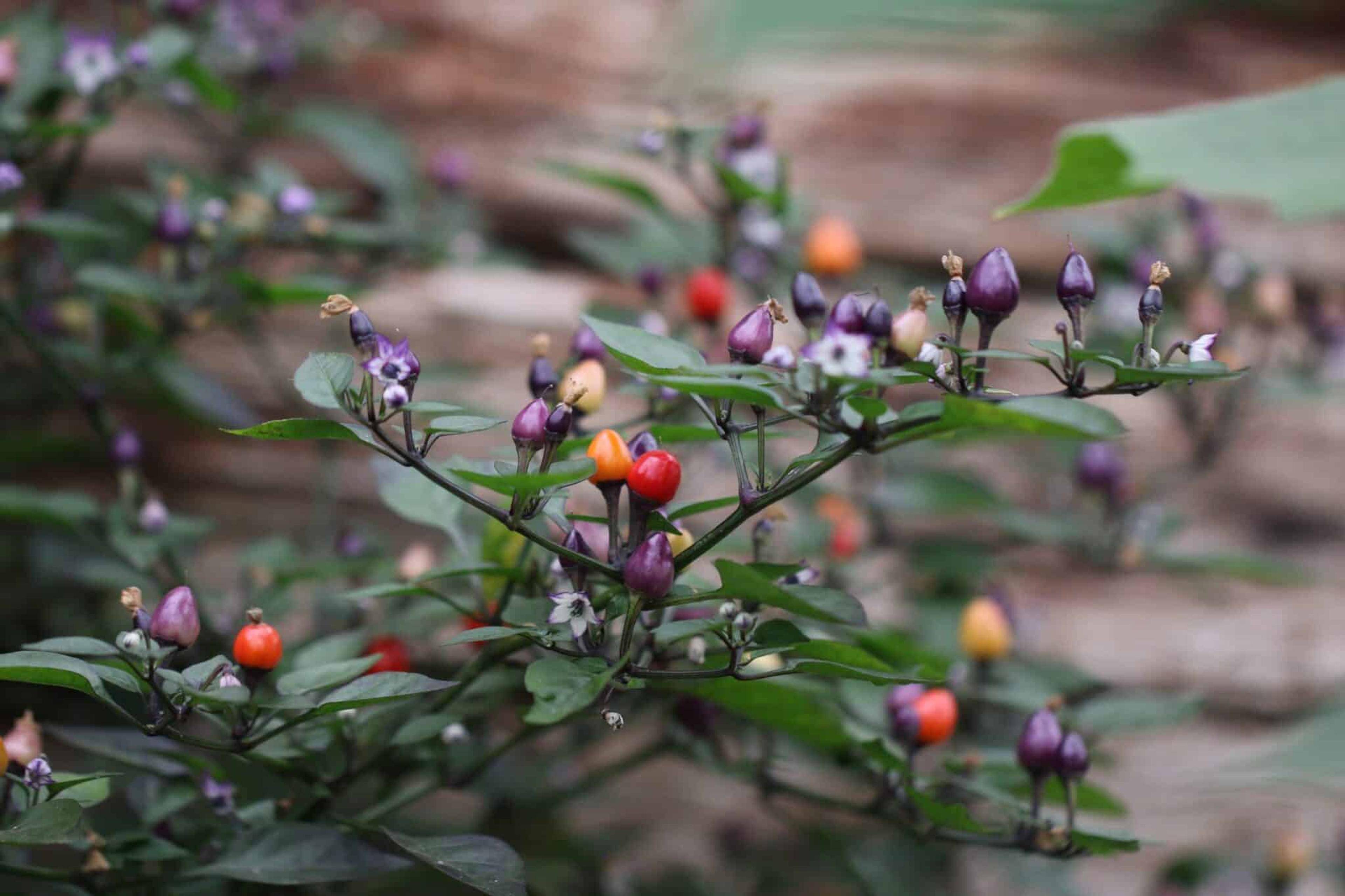 CAP 1546 miniatyrbild 2