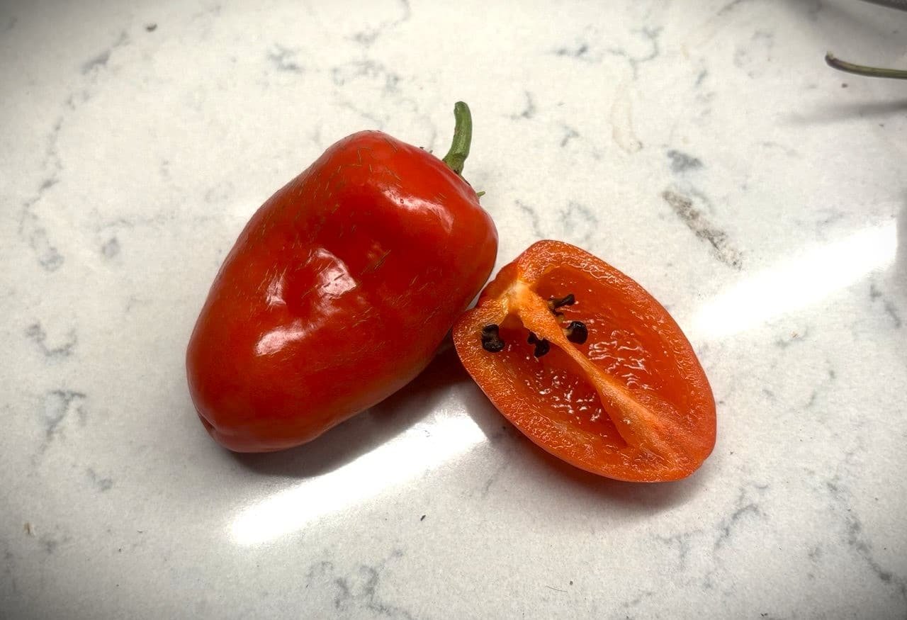 Köp Rocoto San Isidro - Chilifrön online hos Svenska Frön Rocoto San Isidro - Svenskodlade chilifrön från Svenska Frön