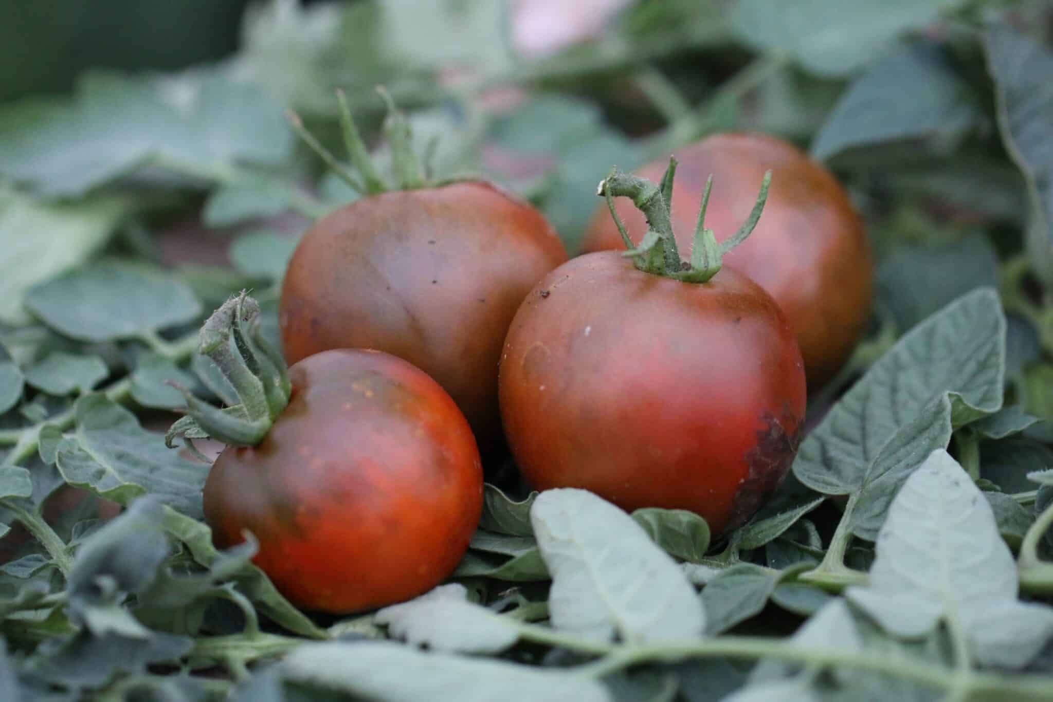 Köp Noire de Crimée - Tomatfrön online hos Svenska Frön Noire de Crimée - Svenskodlade tomatfrön från Svenska Frön