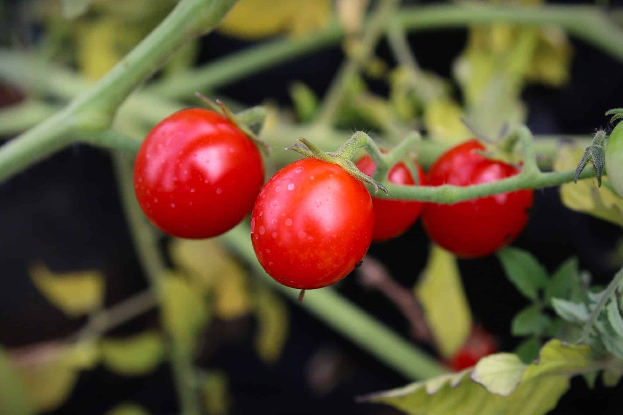 Köp Cherry Star - Tomatfrön online hos Chilifrön.se Röda mogna Cherry Star-körsbärstomater i klase