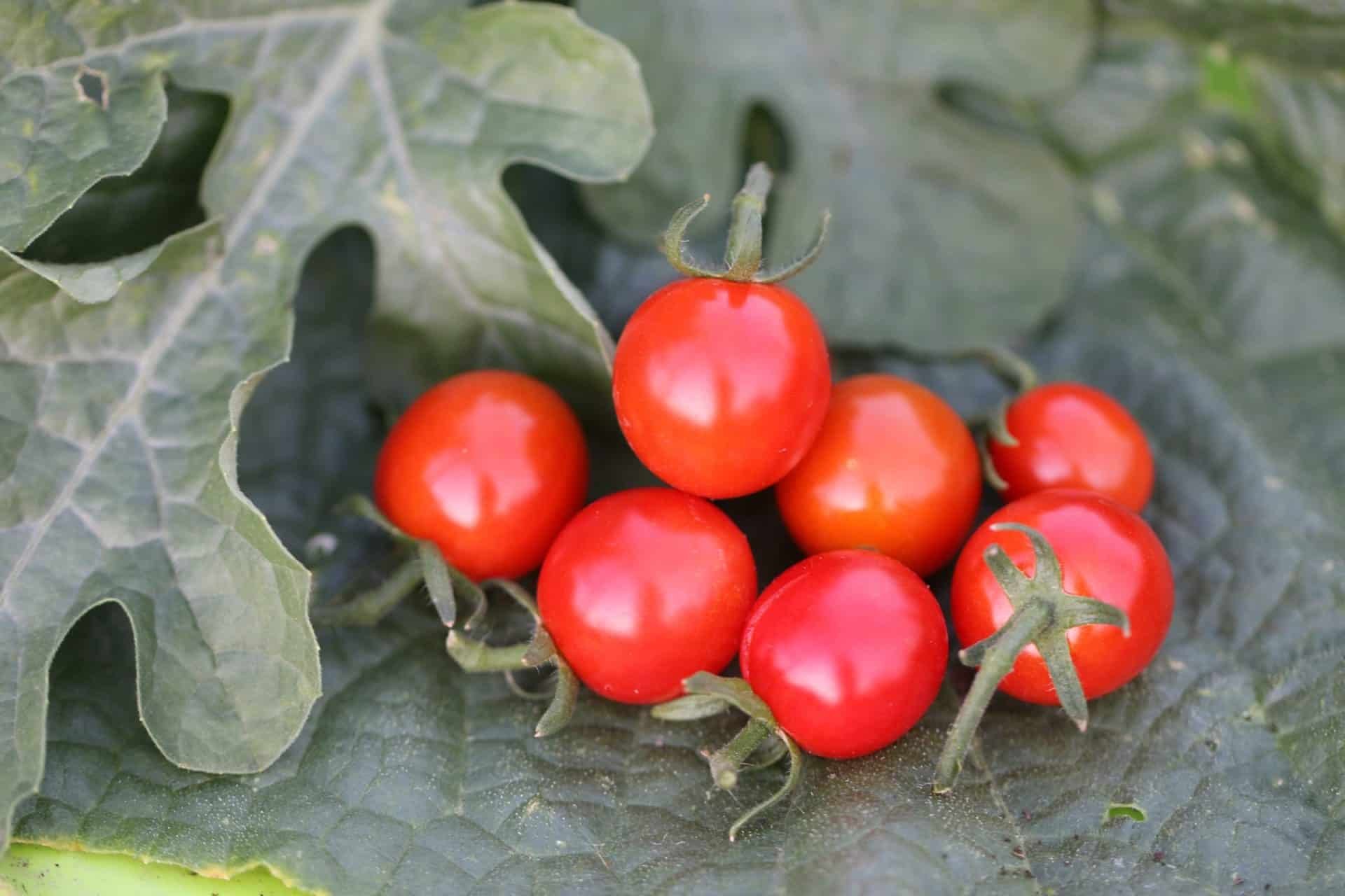 Köp Sweetie - Tomatfrön online hos Svenska Frön Sweetie - Svenskodlade tomatfrön från Svenska Frön