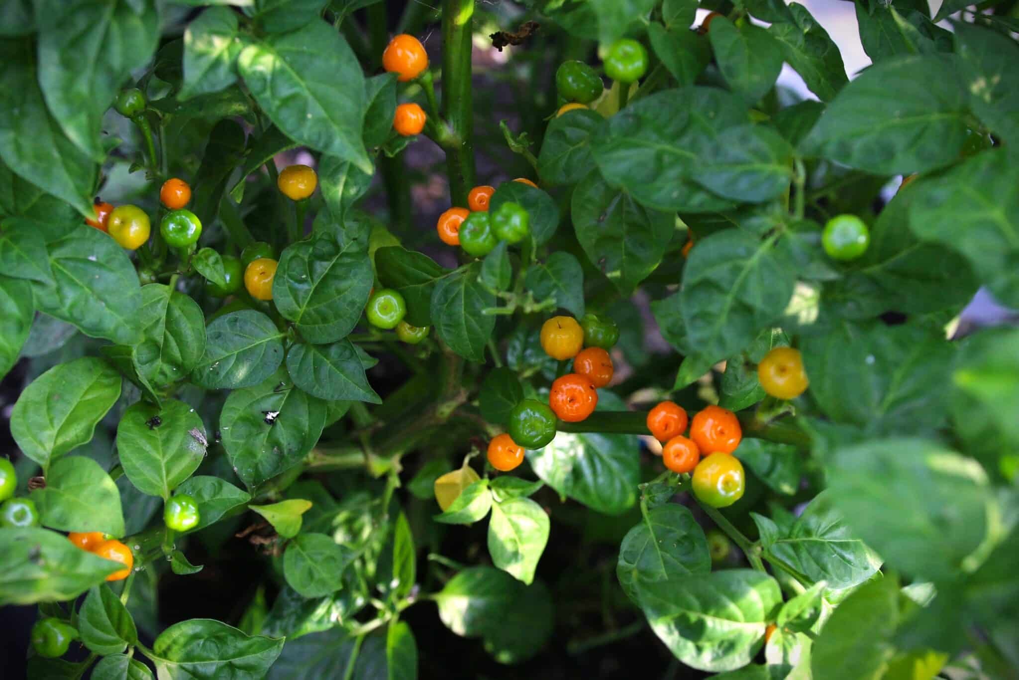 Köp Aji Charapita Iquitos - Chilifrön online hos Svenska Frön Aji Charapita Iquitos - Svenskodlade chilifrön från Svenska Frön