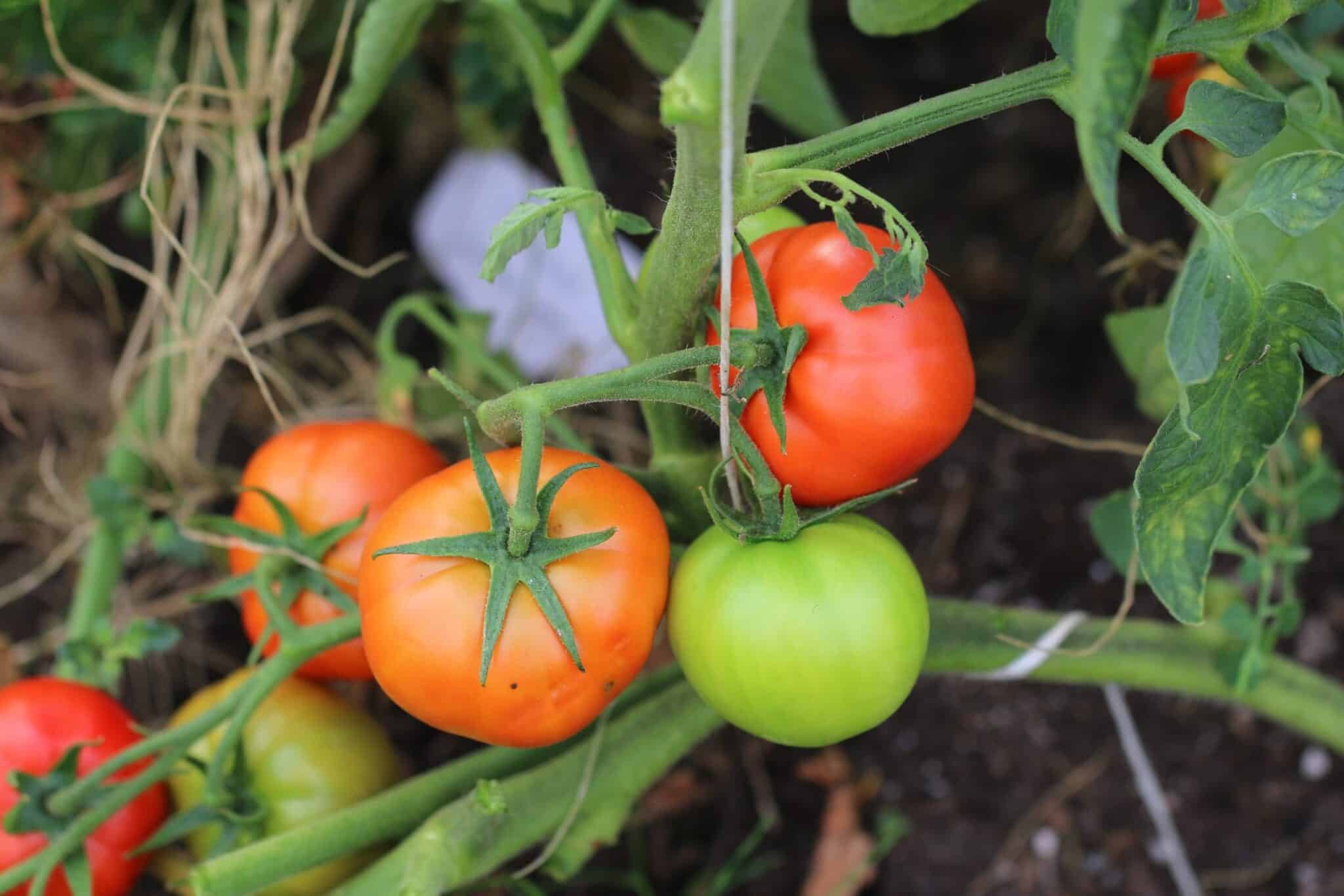 Köp Big Daddy - Tomatfrön online hos Chilifrön.se Stora röda Big Daddy-bifftomater med köttigt fruktkött