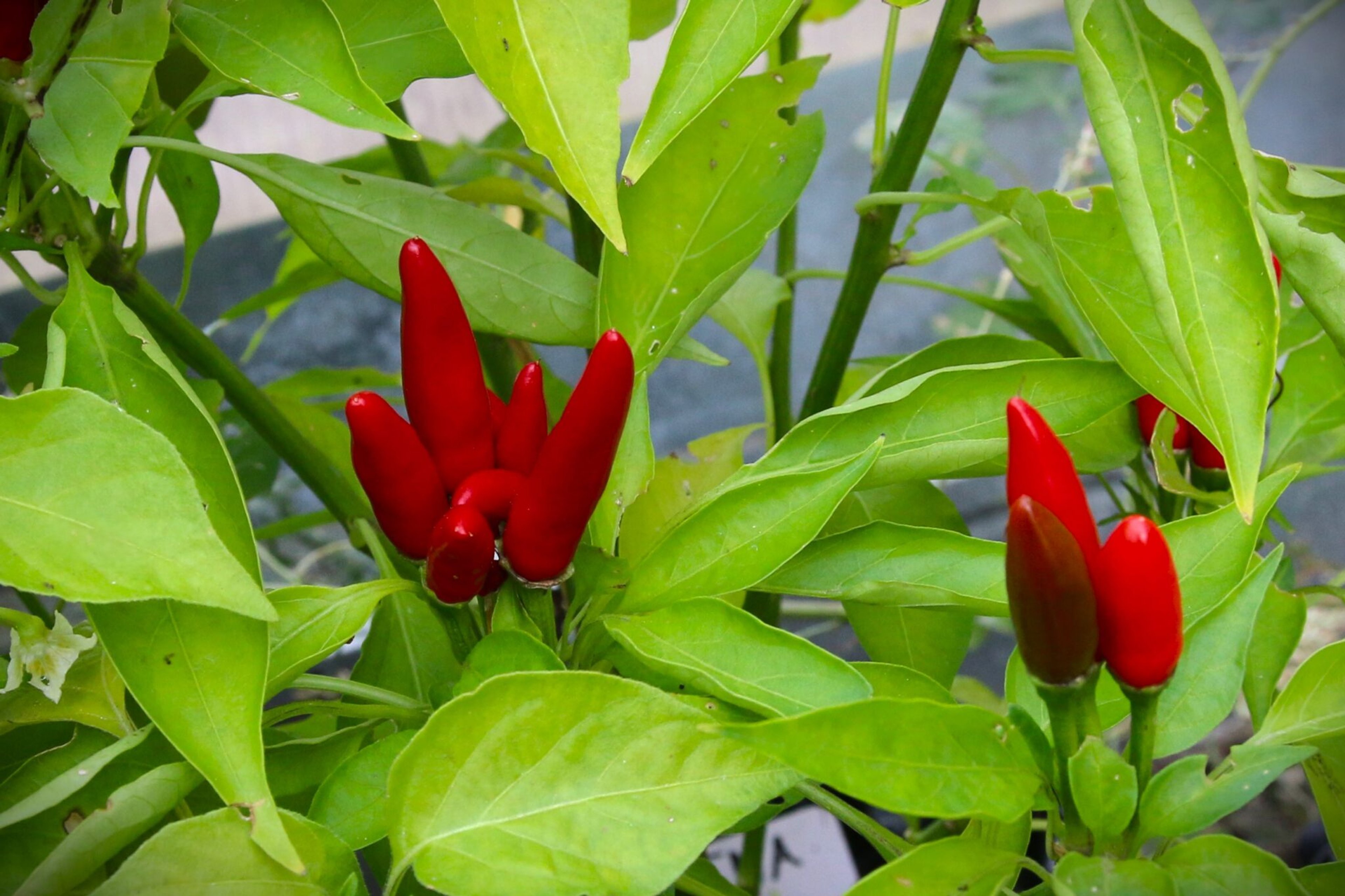 Etna - Svenskodlade chilifrön från Svenska Frön