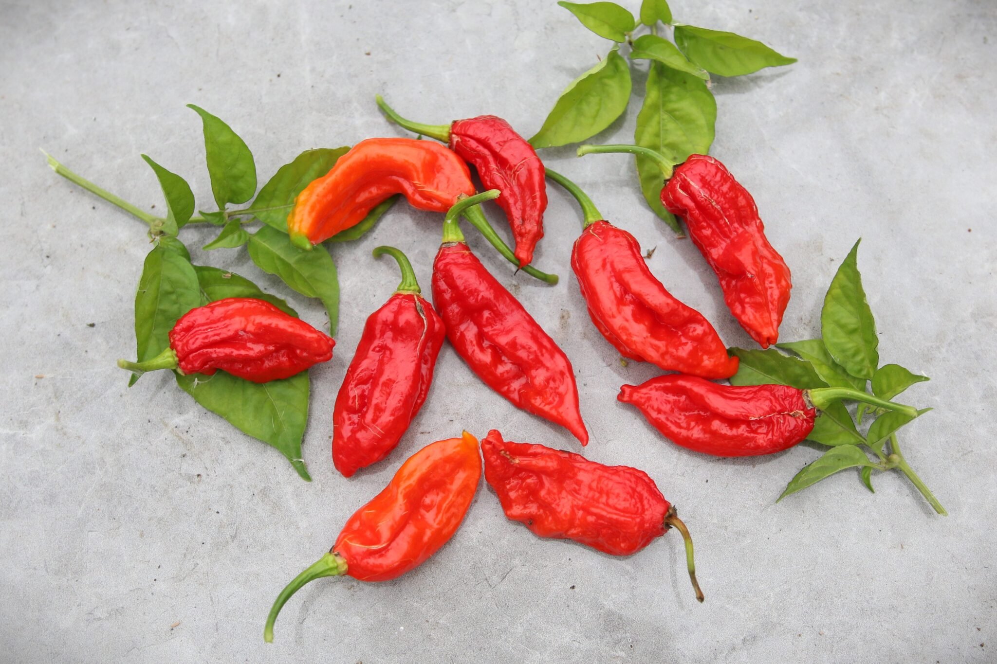 Köp Improved Naga - Chilifrön online hos Svenska Frön Improved Naga - Svenskodlade chilifrön från Svenska Frön