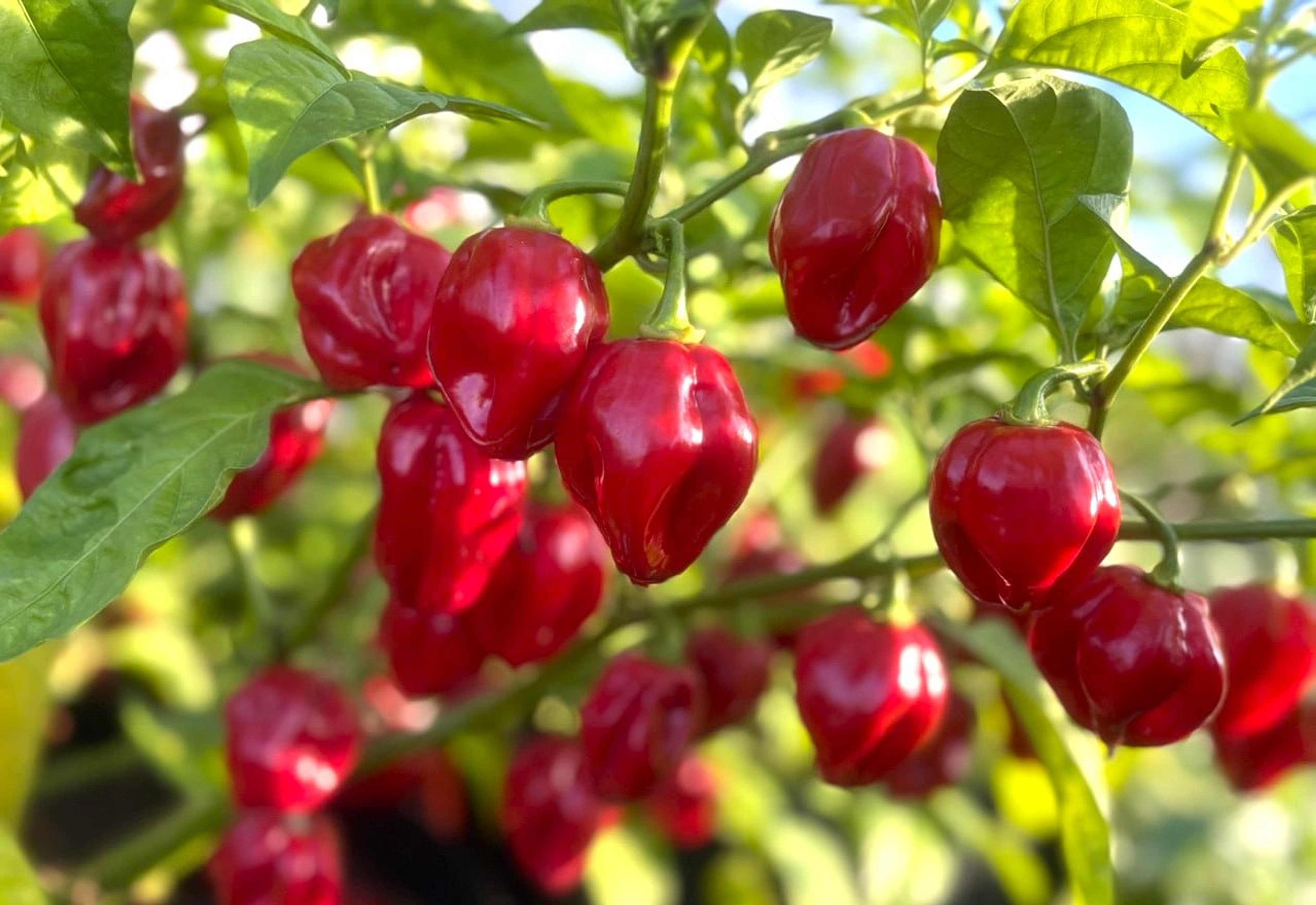 Habanero Red Caribbean - Svenskodlade chilifrön från Svenska Frön