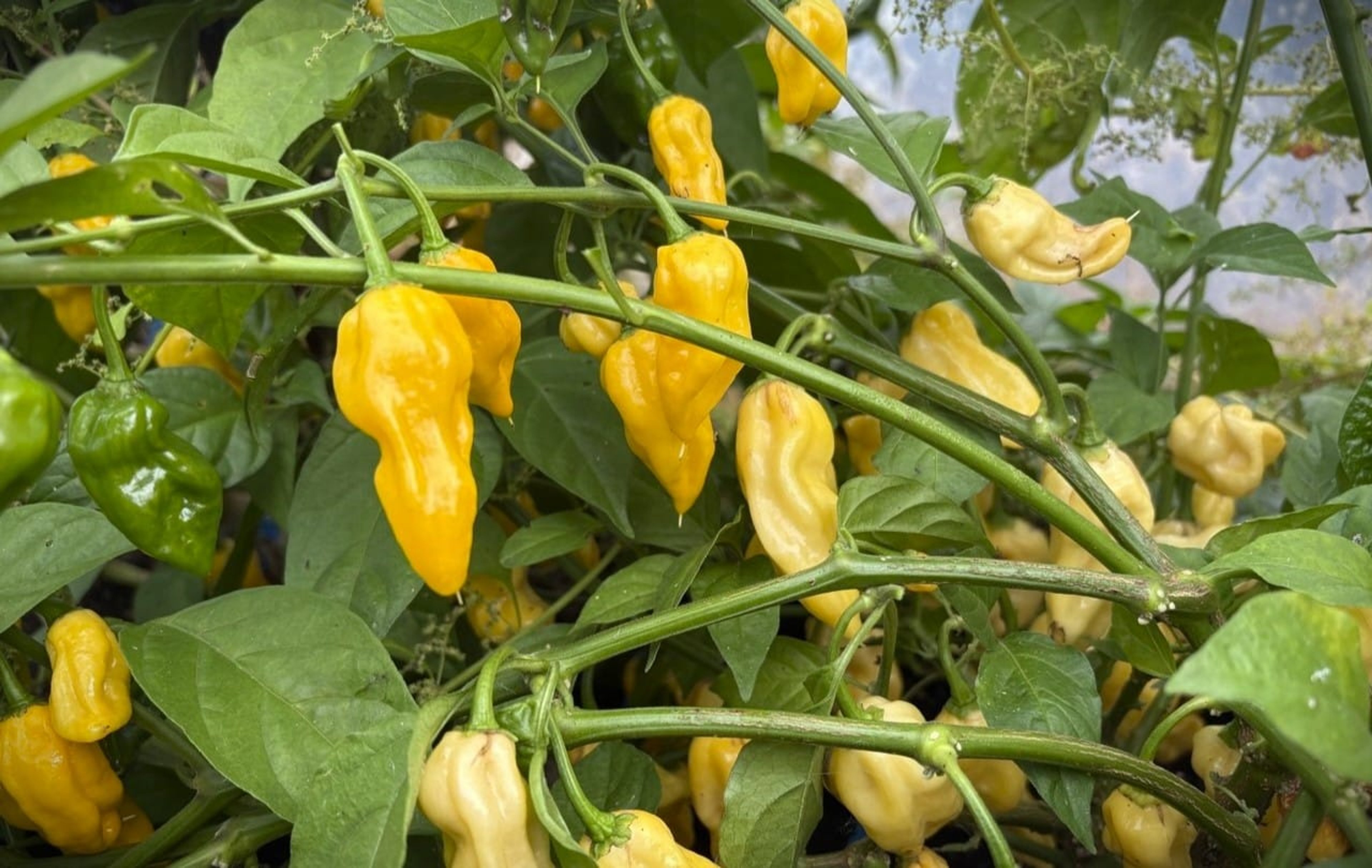 Habanero Hot Lemon