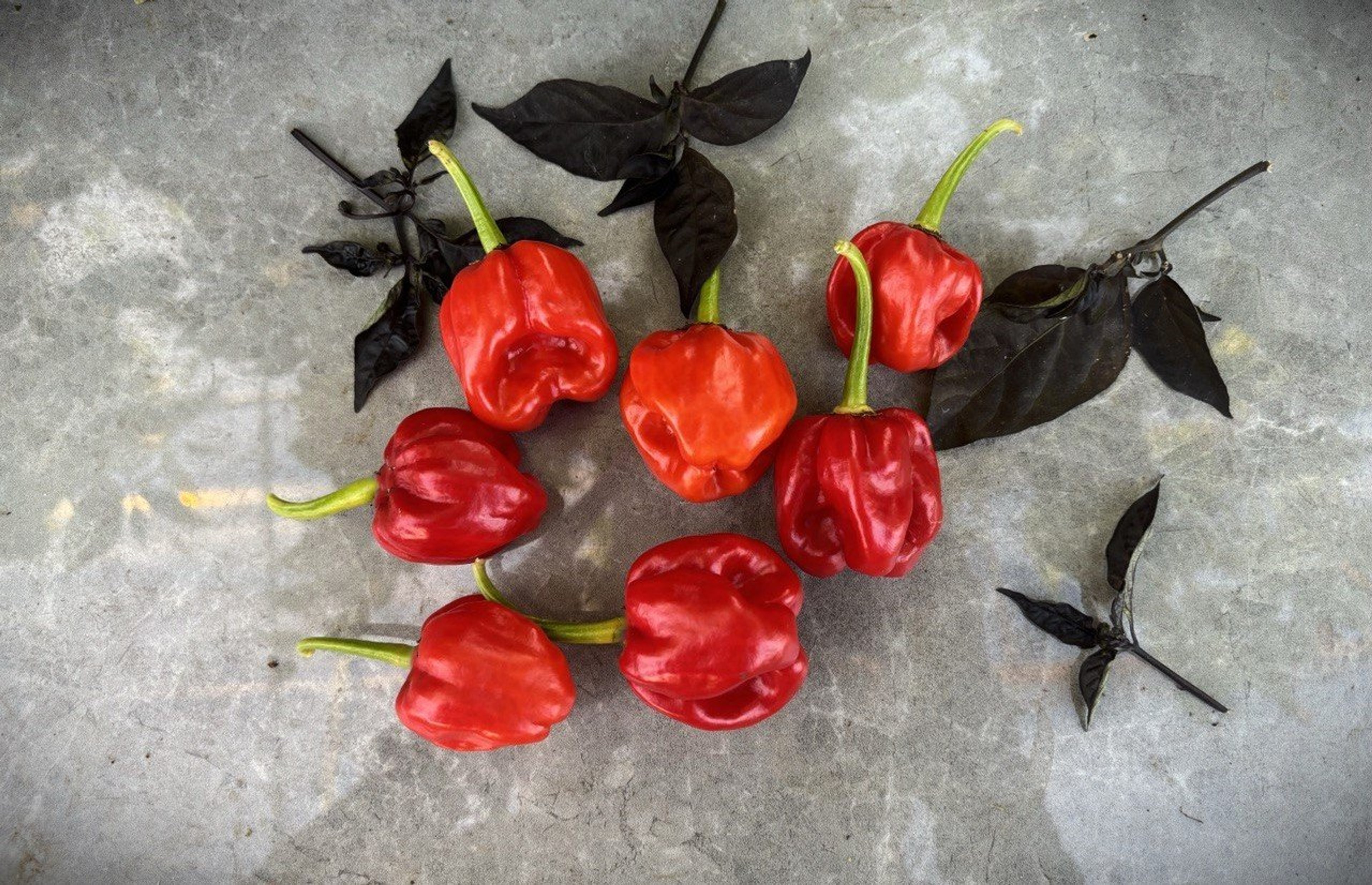 Habanero St. Martin - Svenskodlade chilifrön från Svenska Frön