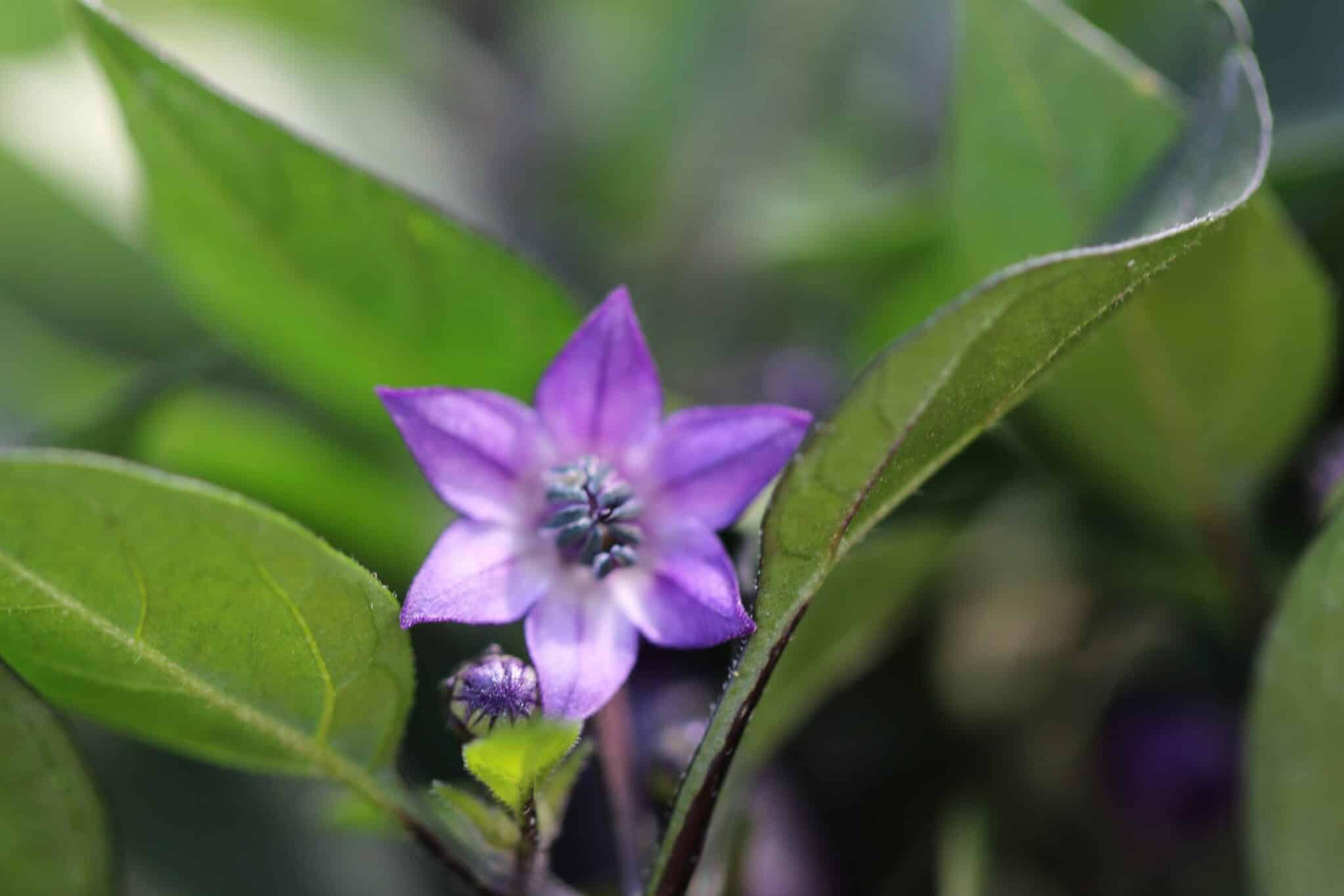 CAP 1546 miniatyrbild 3