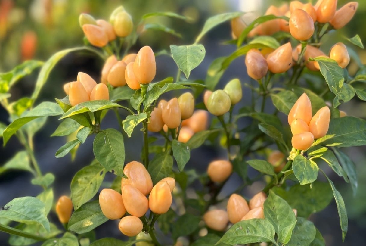 Köp Pimenta Caixo - Chilifrön online hos Svenska Frön Pimenta Caixo - Svenskodlade chilifrön från Svenska Frön