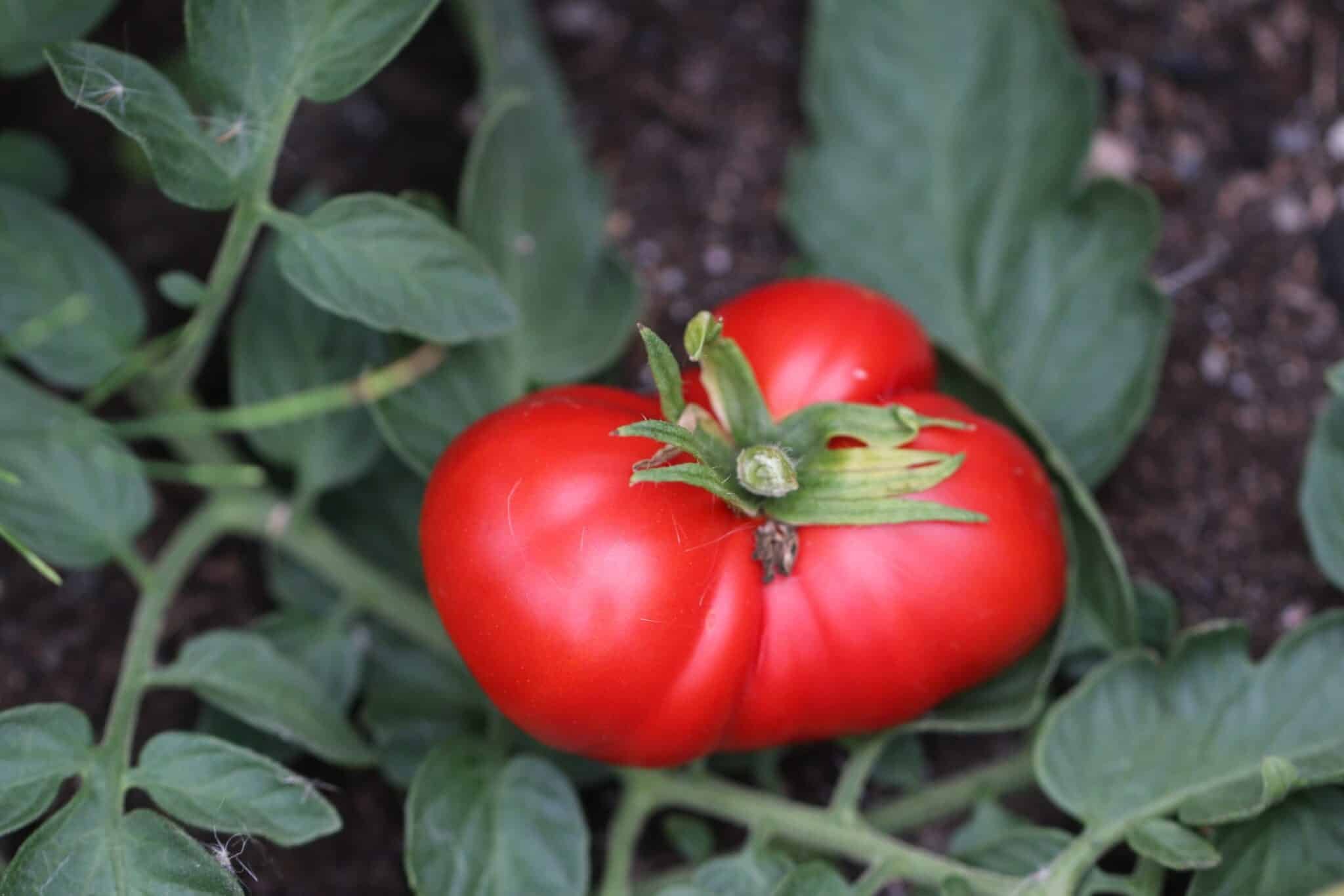 Köp Szach - Tomatfrön online hos Svenska Frön Szach - Svenskodlade tomatfrön från Svenska Frön