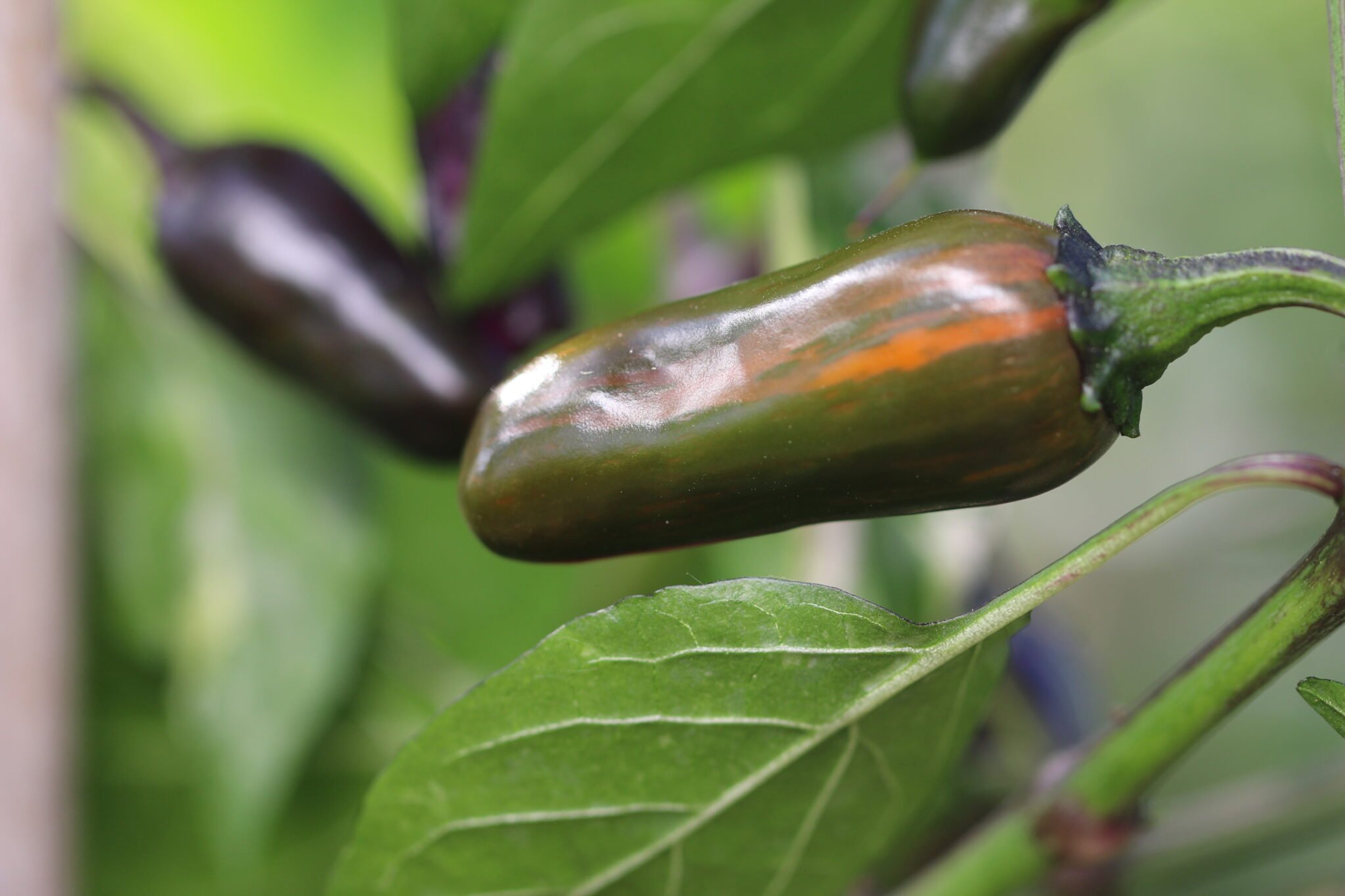 Tricolor - Svenskodlade chilifrön från Svenska Frön
