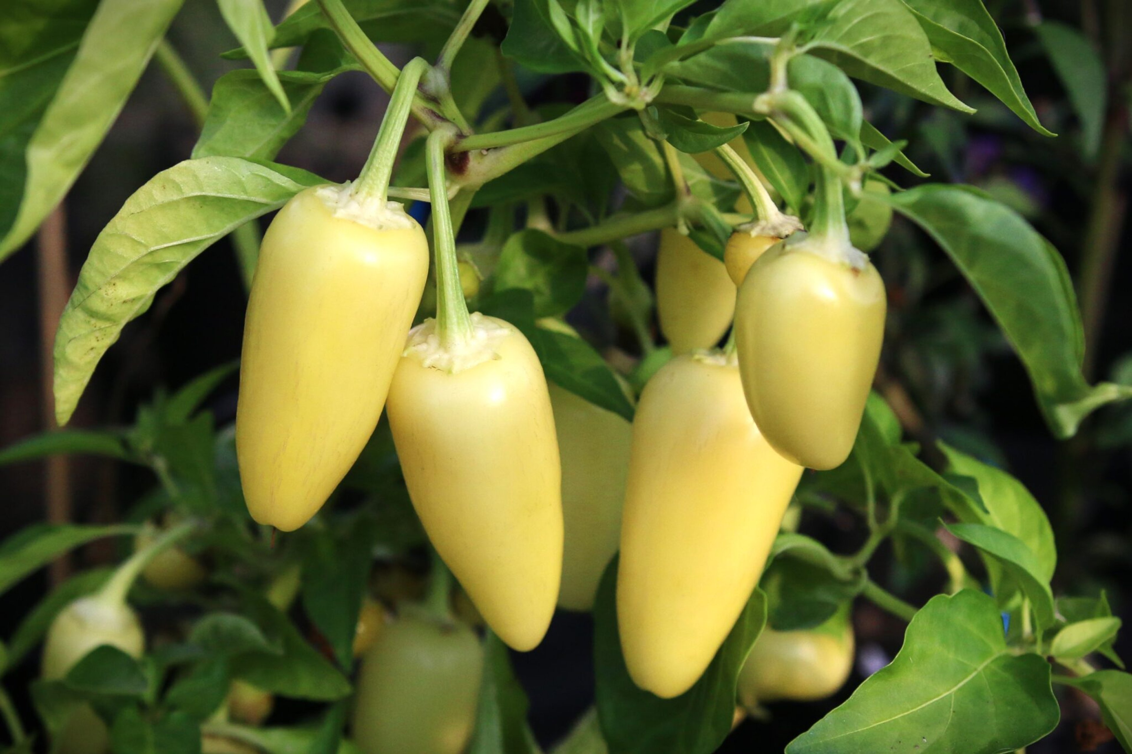 Jalapeno White - Svenskodlade chilifrön från Svenska Frön