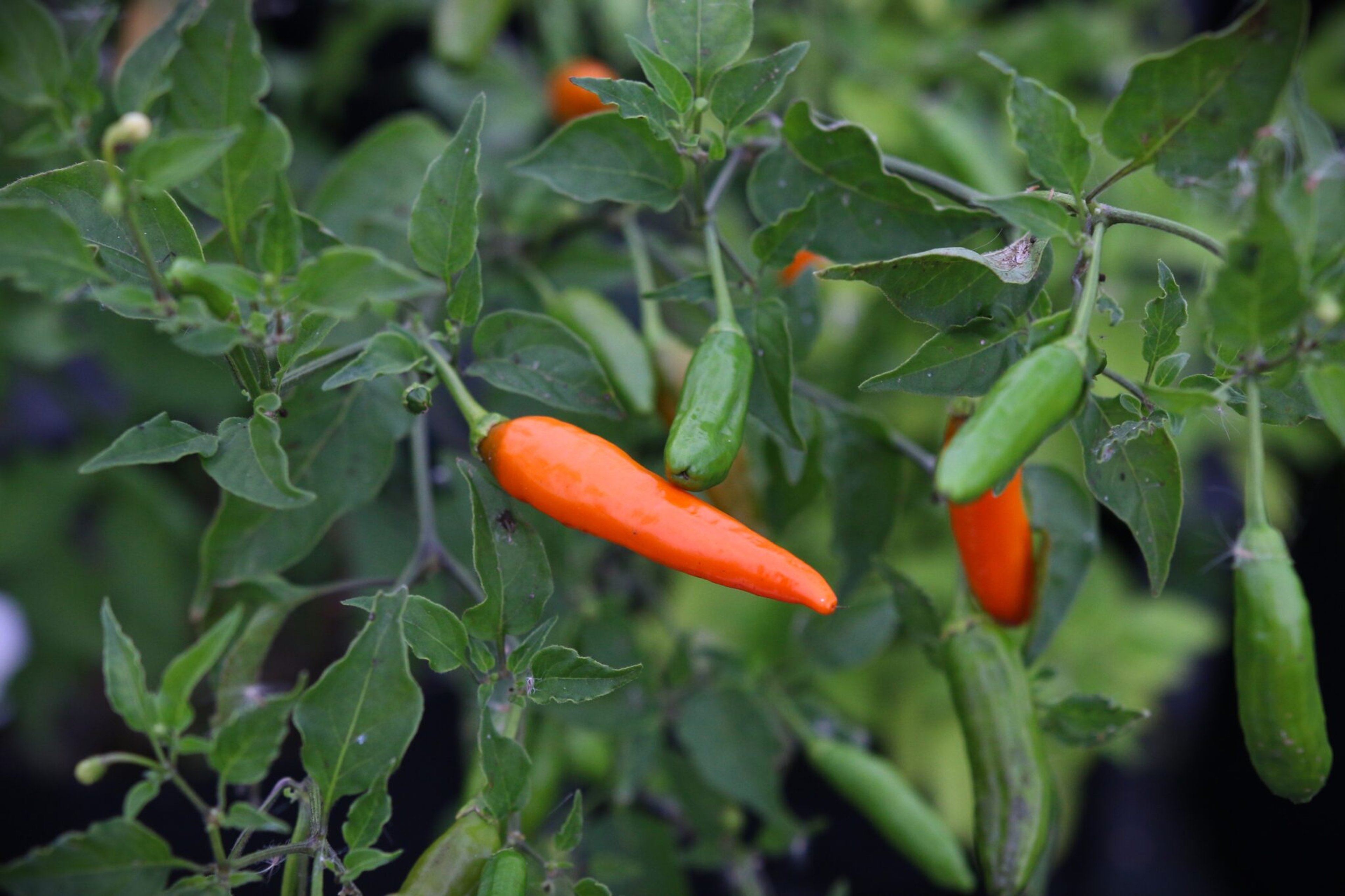 Aji Little Finger Orange - Svenskodlade chilifrön från Svenska Frön