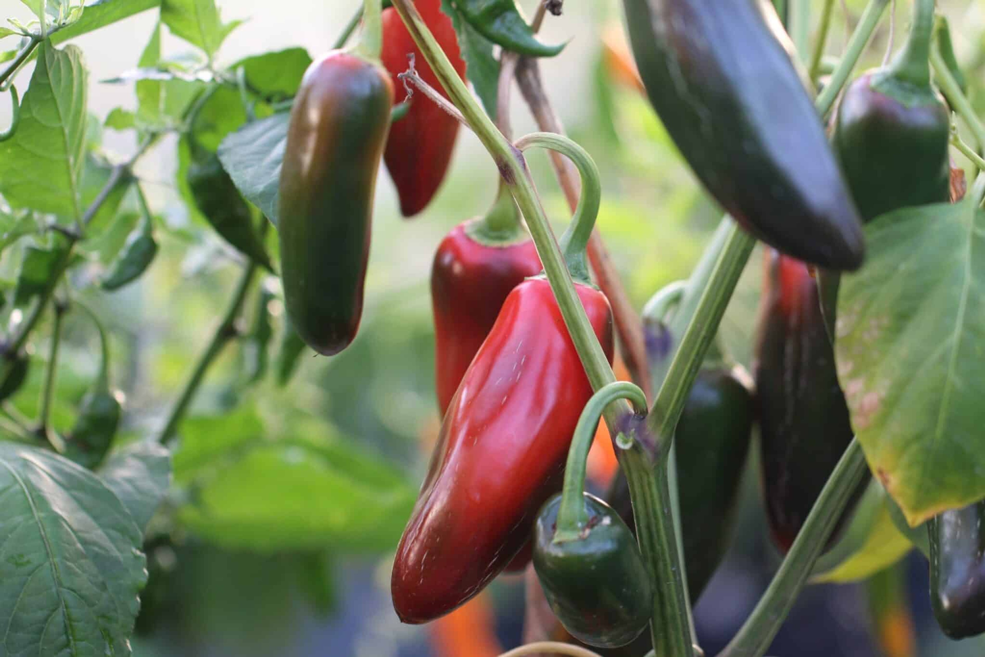 Jalapeno TAM - Svenskodlade chilifrön från Svenska Frön