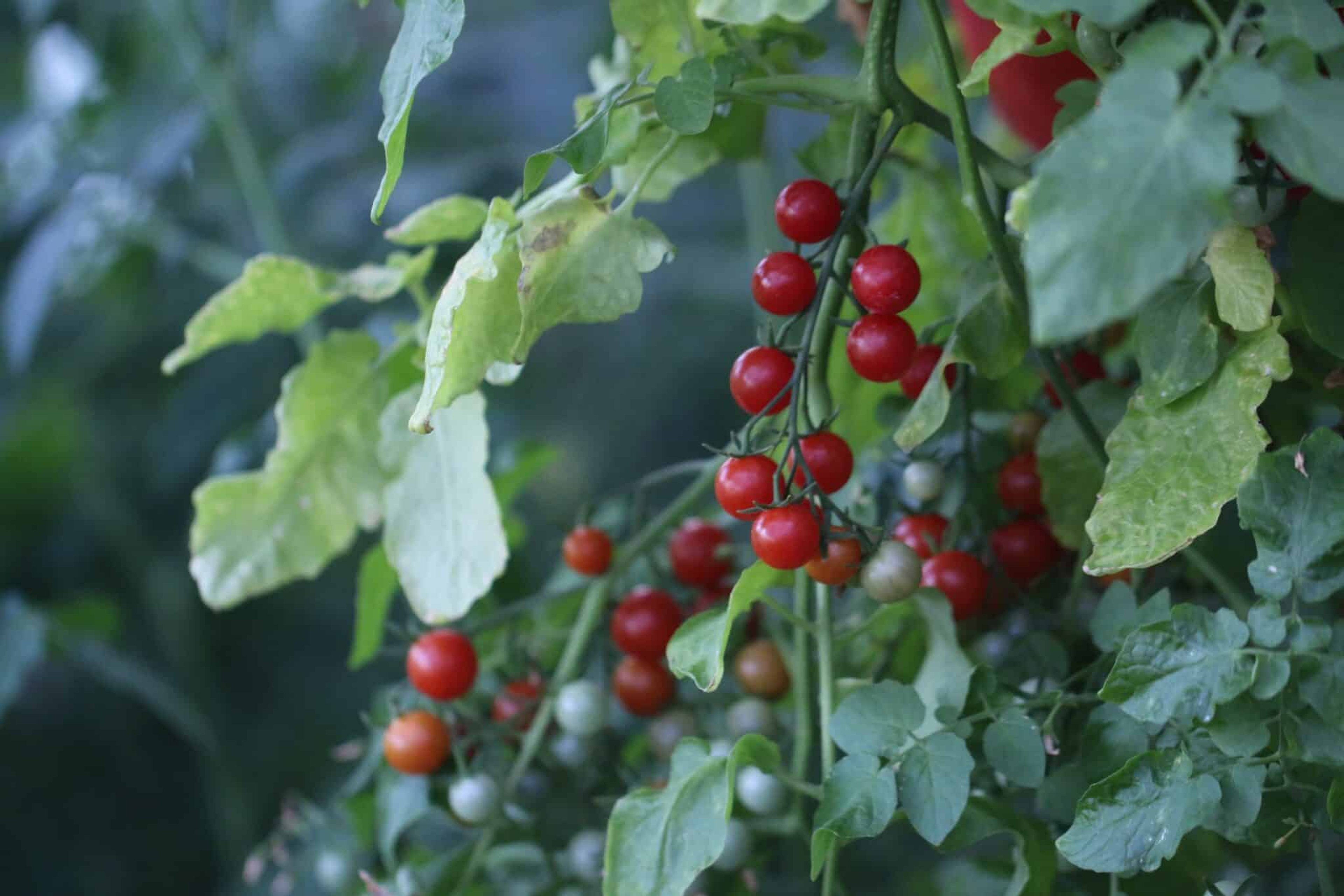Cherry Cascades - Svenskodlade tomatfrön från Svenska Frön