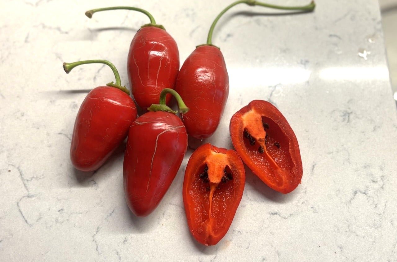 Köp Rocoto Montufar - Chilifrön online hos Svenska Frön Rocoto Montufar - Svenskodlade chilifrön frÄn Svenska Frön