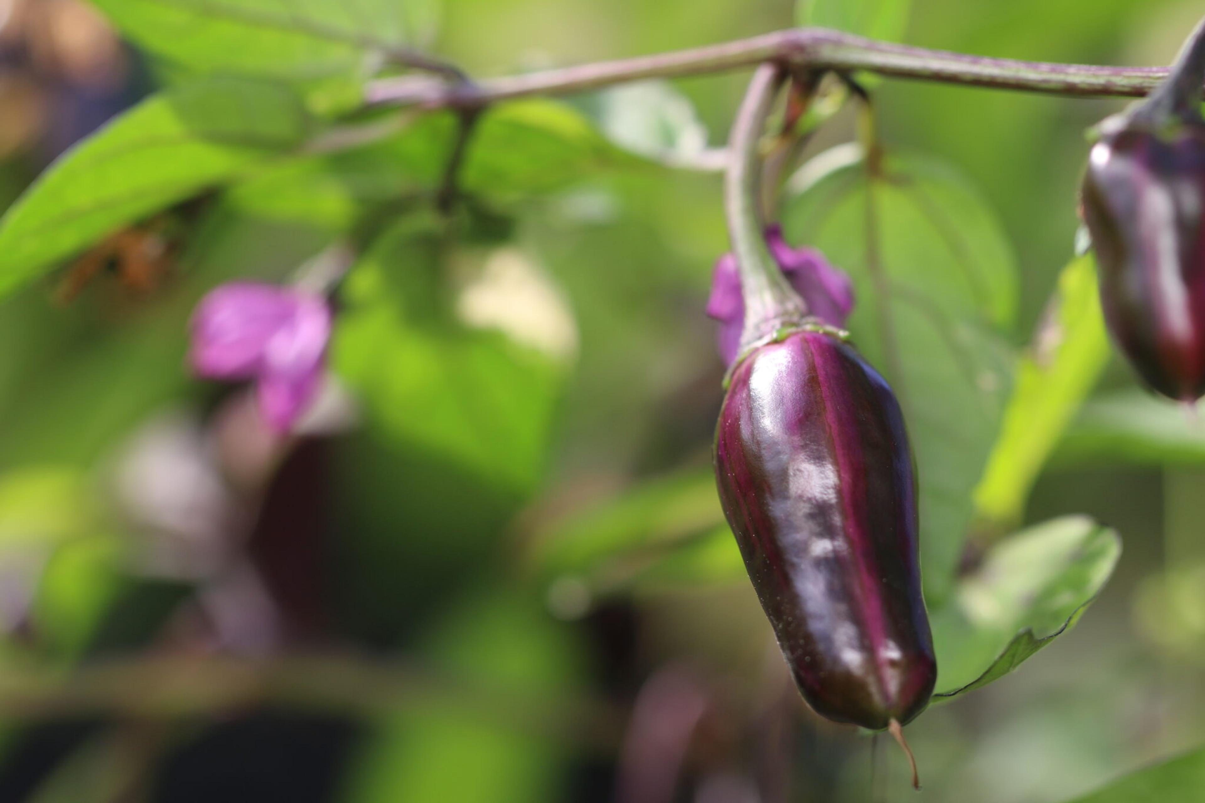 Tricolor miniatyrbild 3