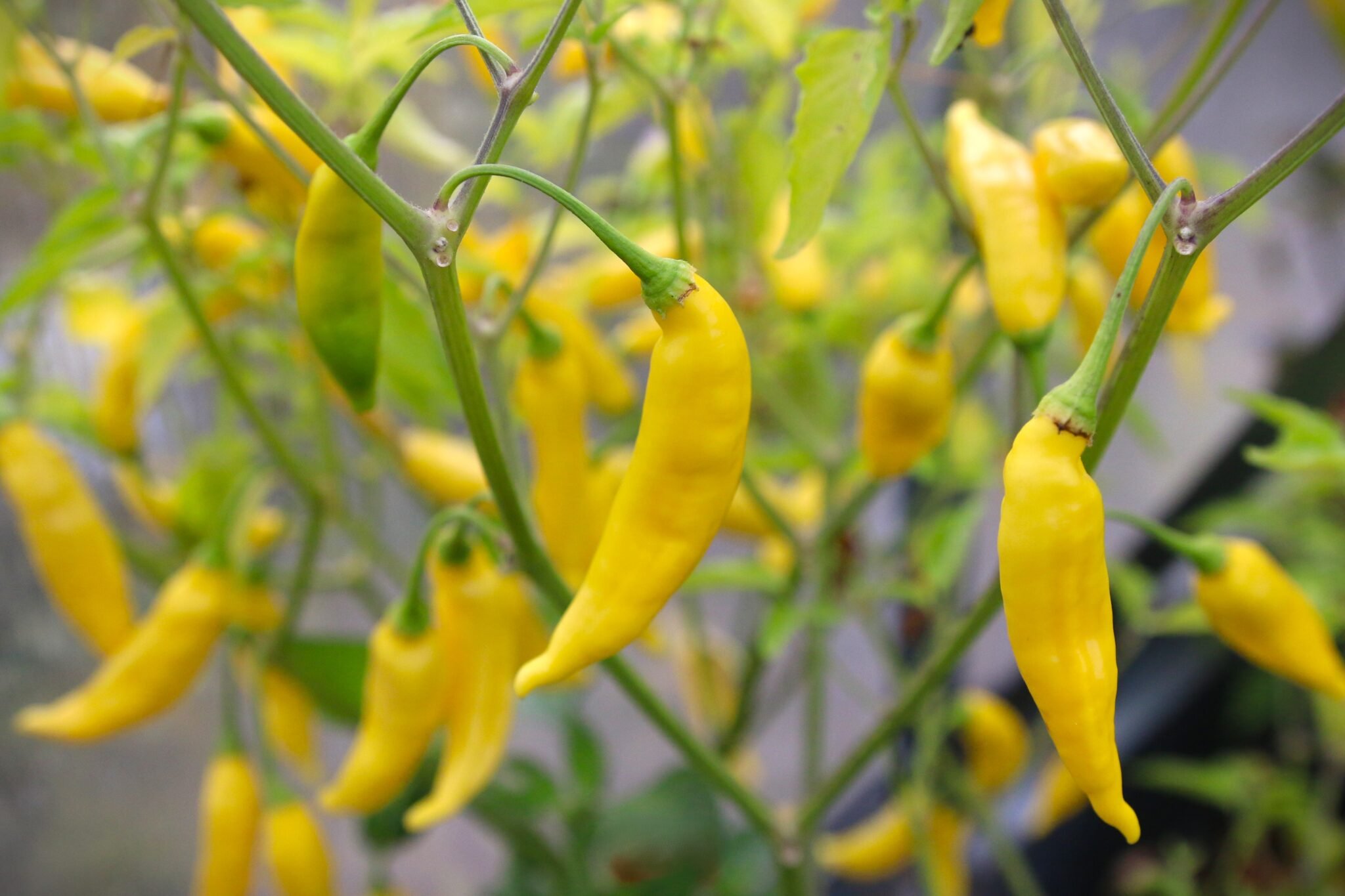 Köp Aji Finlandia Yellow - Chilifrön online hos Svenska Frön Aji Finlandia Yellow - Svenskodlade chilifrön från Svenska Frön