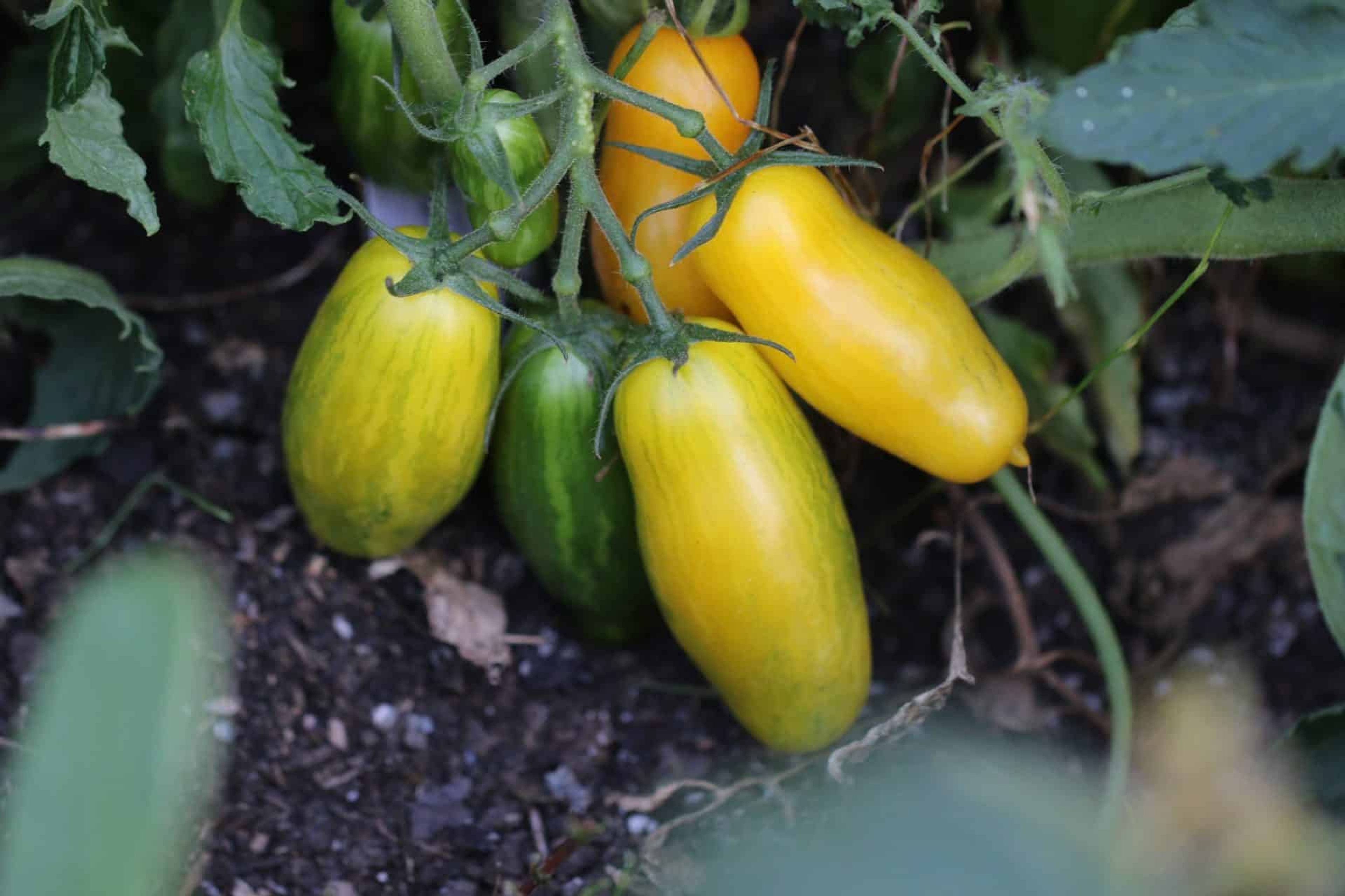 Banana Legs - Svenskodlade tomatfrön från Svenska Frön