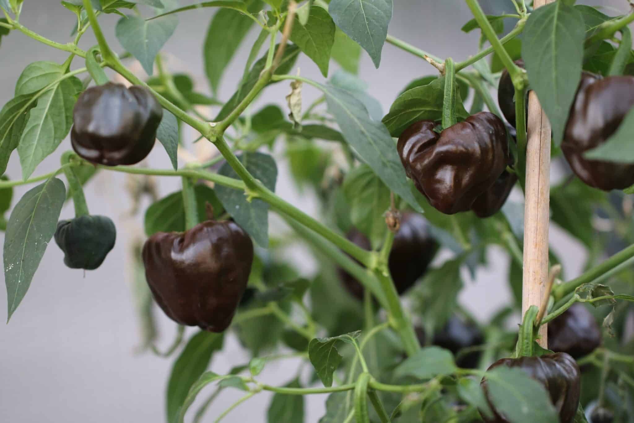 Köp Chihuacle Negro - Chilifrön online hos Svenska Frön Chihuacle Negro - Svenskodlade chilifrön frÄn Svenska Frön