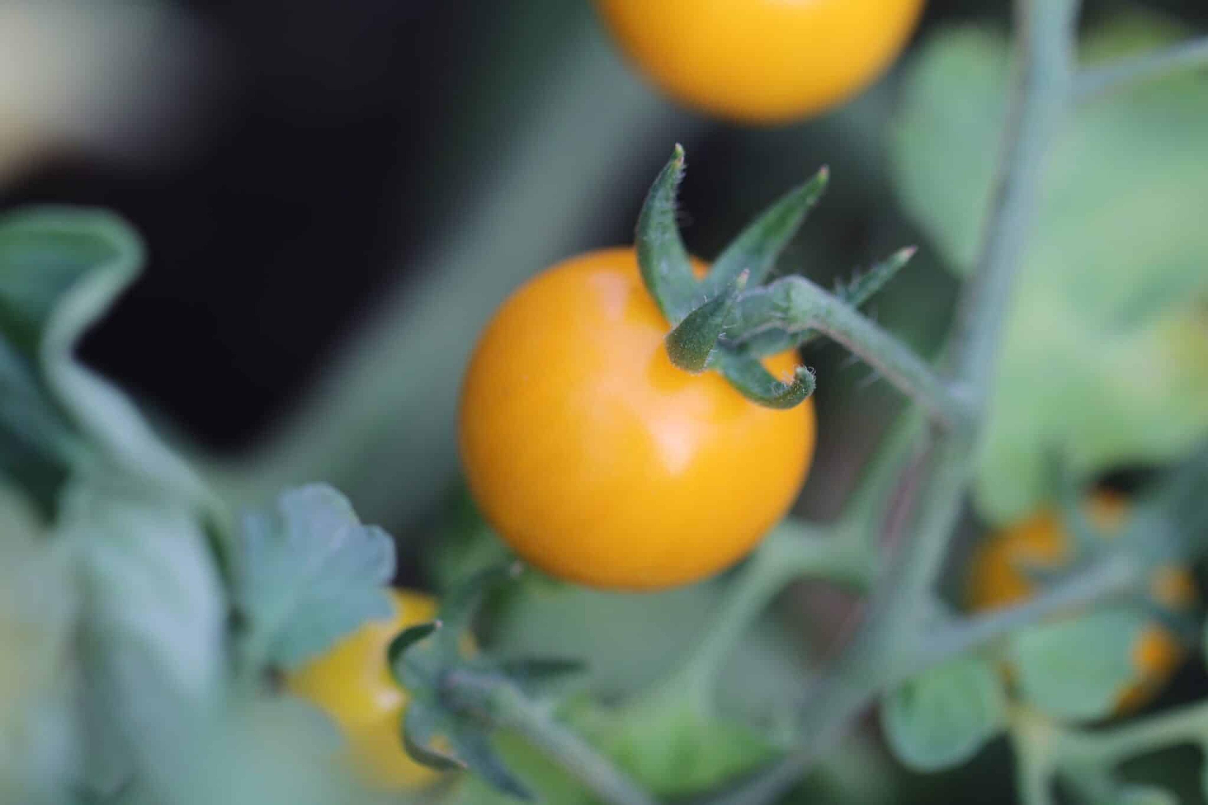 Goldkrone miniatyrbild 2