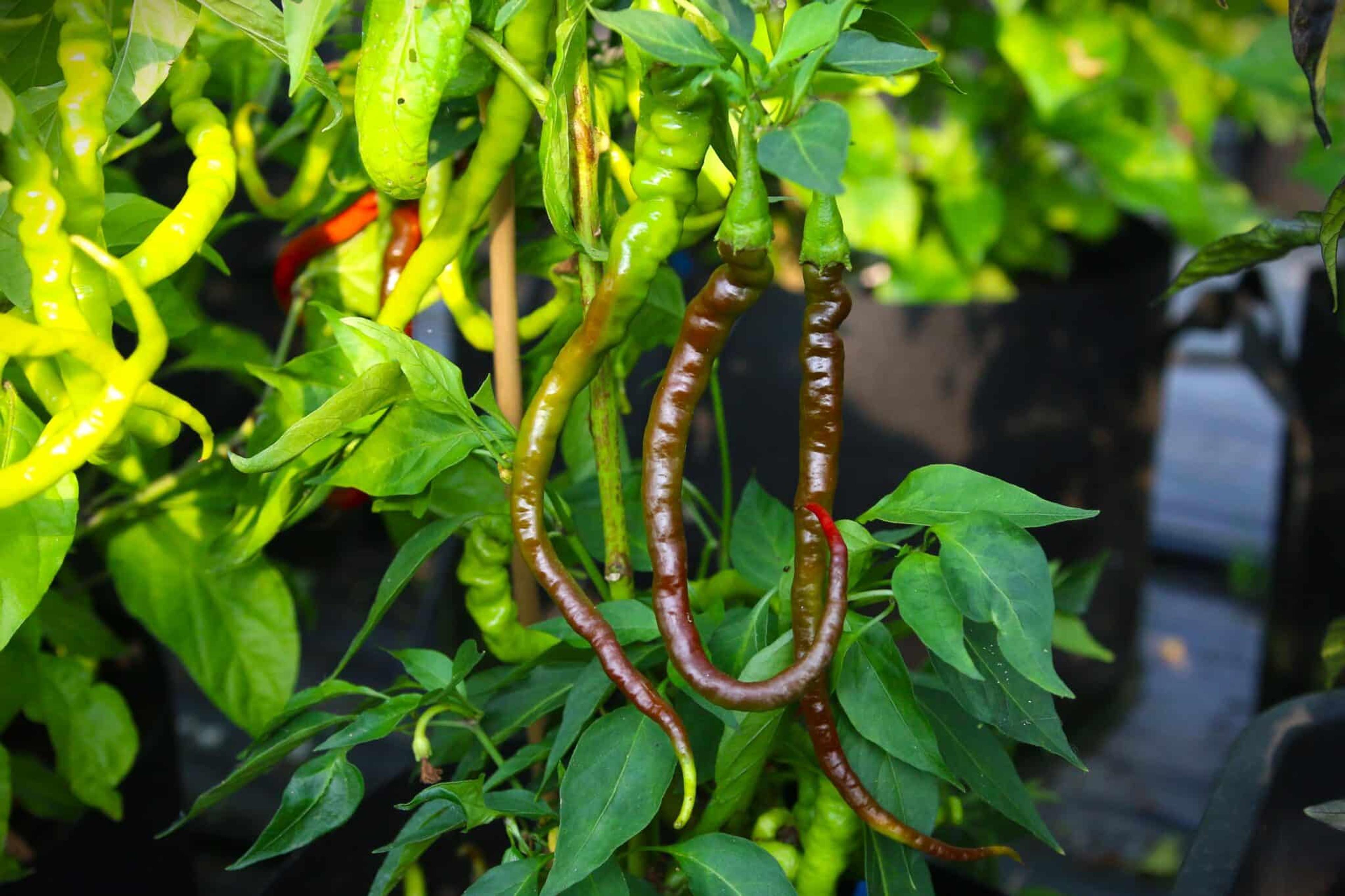 Bangalore Whippet’s Tail miniatyrbild 2