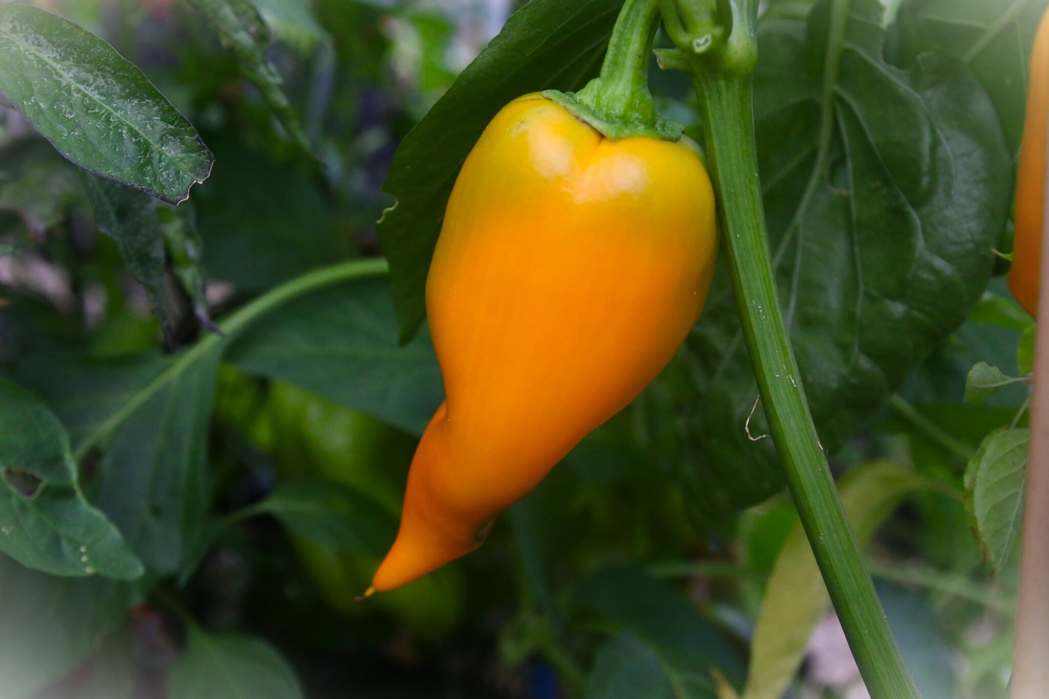 Köp Marconi Golden - Chilifrön online hos Svenska Frön Marconi Golden - Svenskodlade chilifrön från Svenska Frön