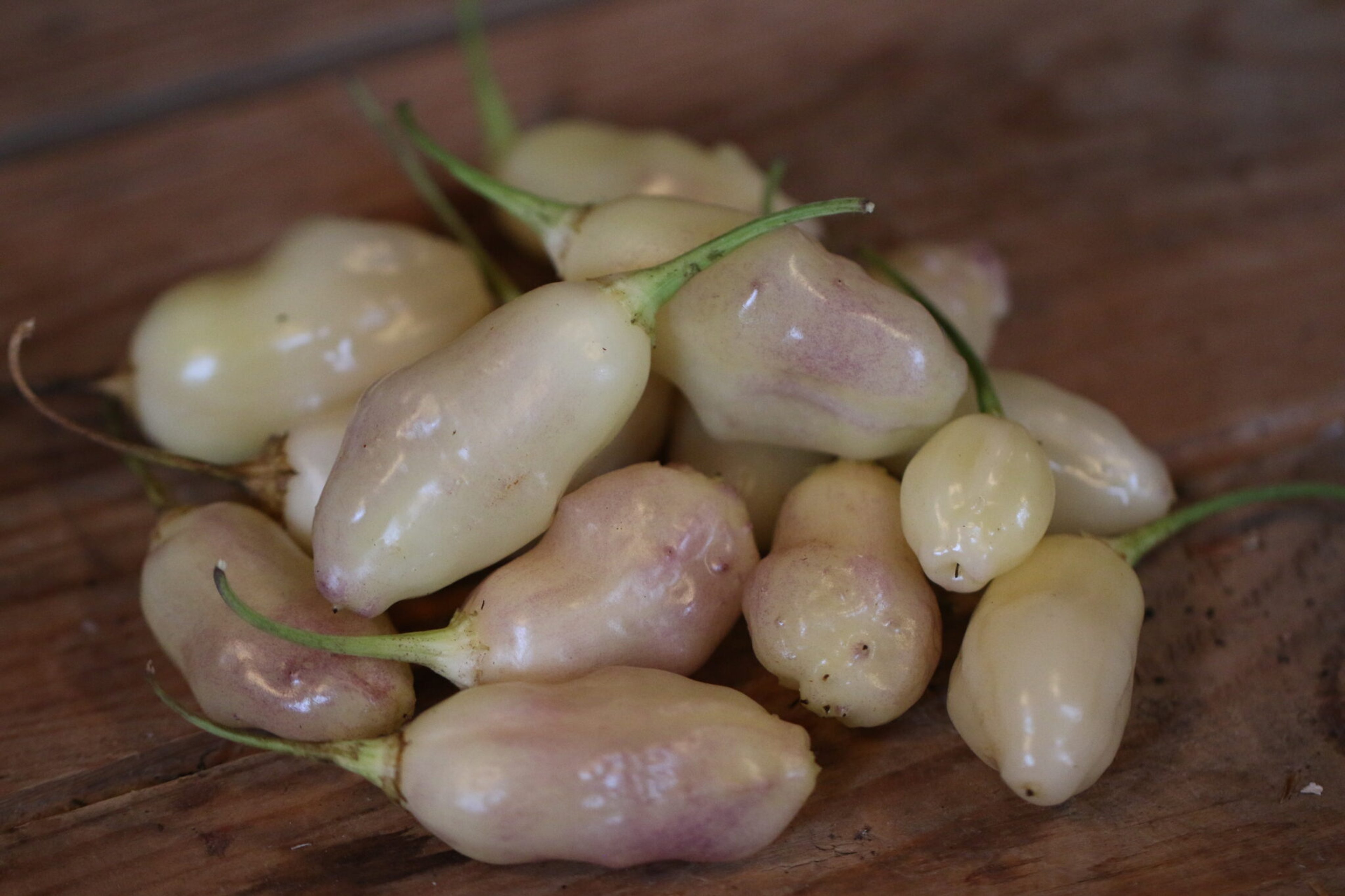 White Pineapple - Svenskodlade chilifrön från Svenska Frön